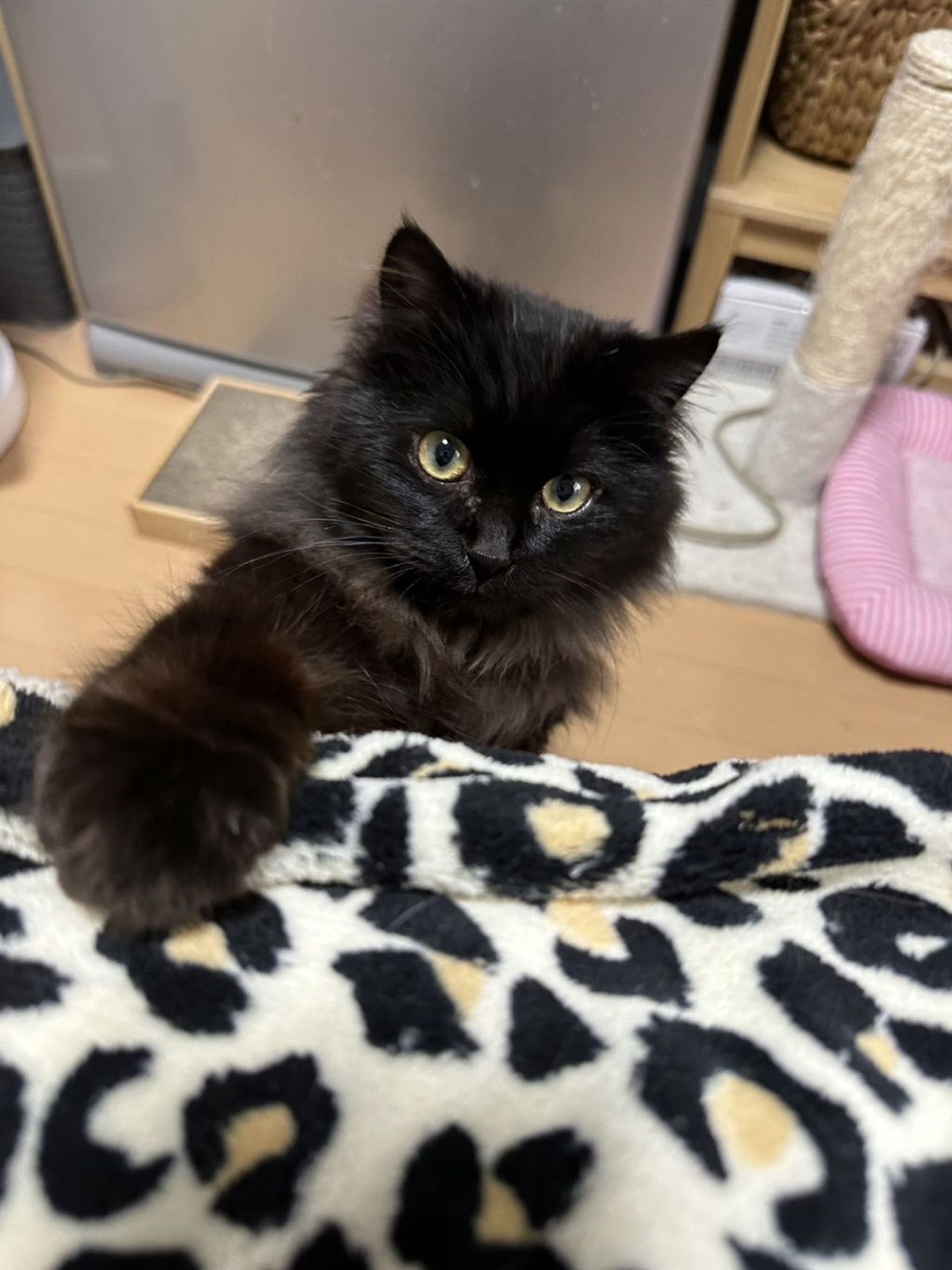 雑種（ミックス猫）・メスの里親募集の写真