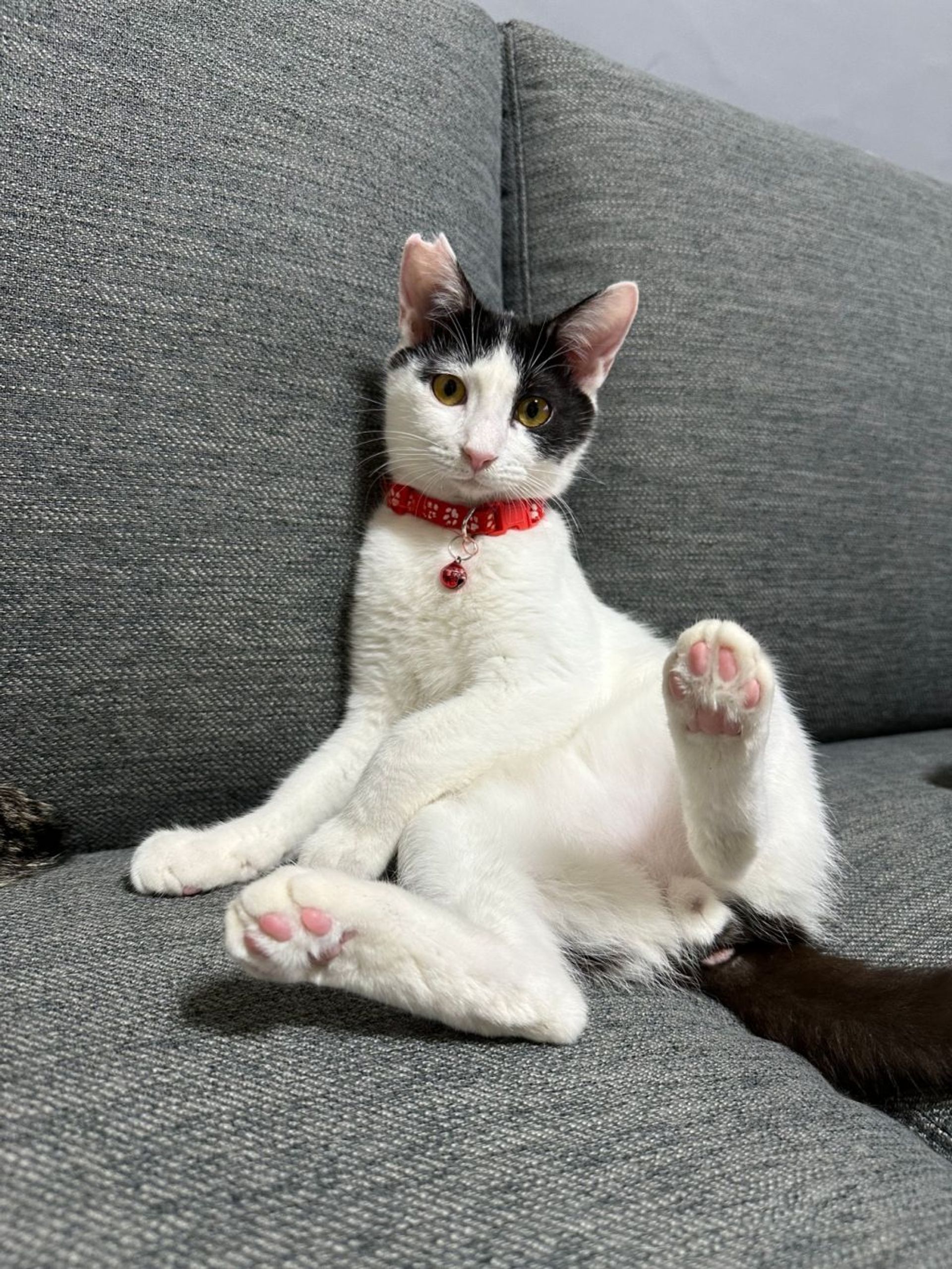 雑種（ミックス猫）・オスの里親募集の写真