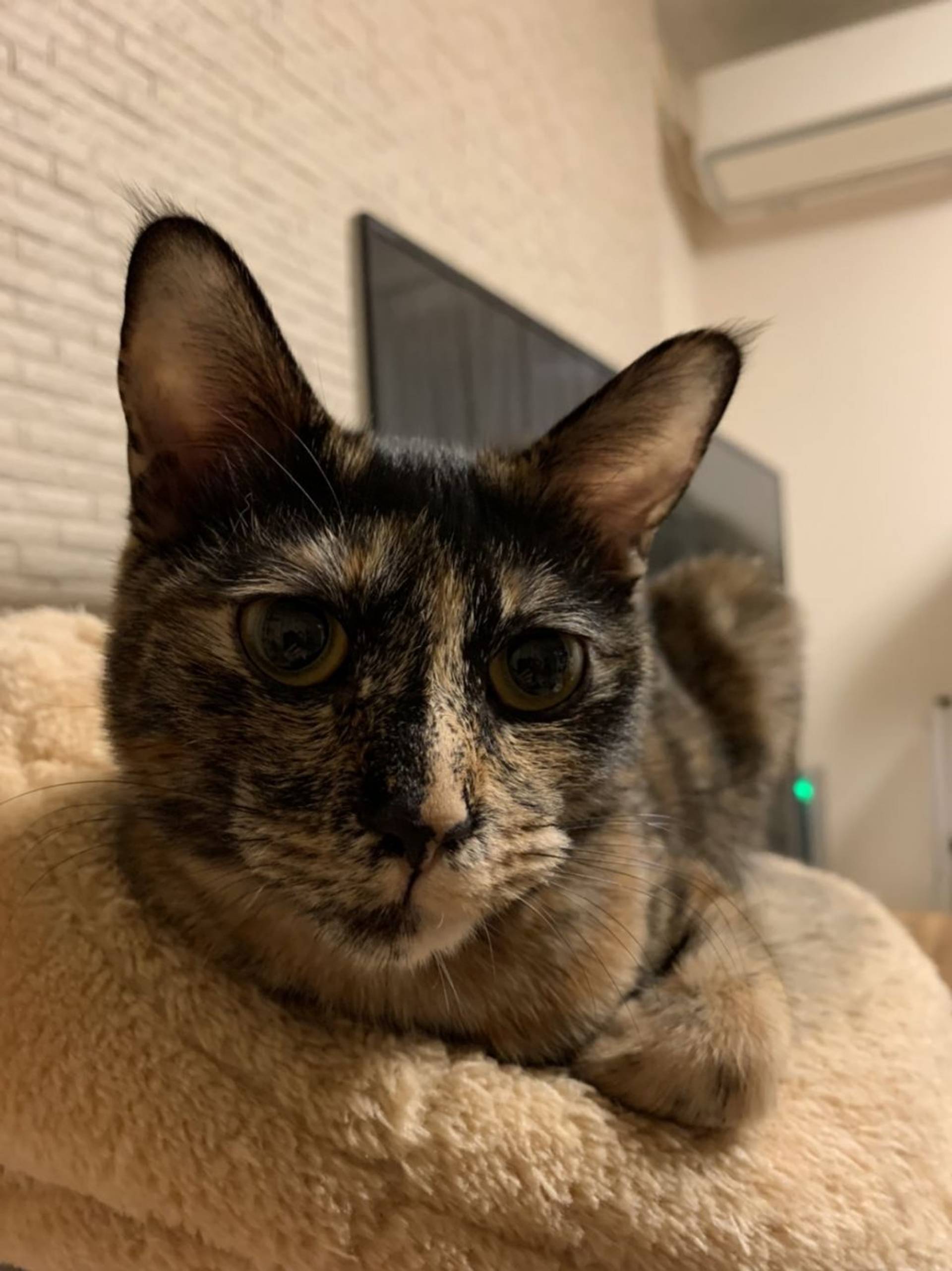 雑種（ミックス猫）・メスの里親募集の写真