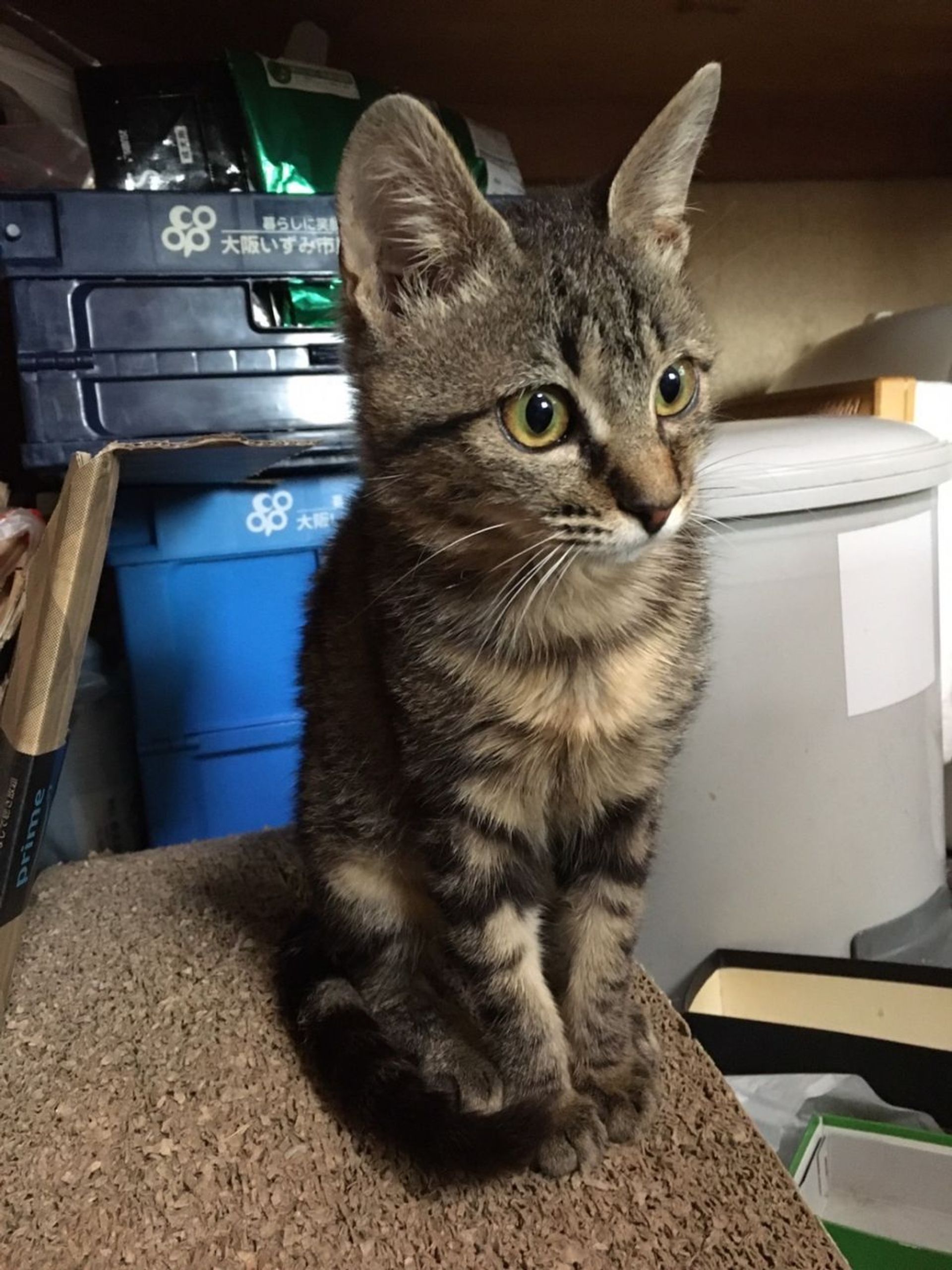 雑種（ミックス猫）・メスの里親募集の写真