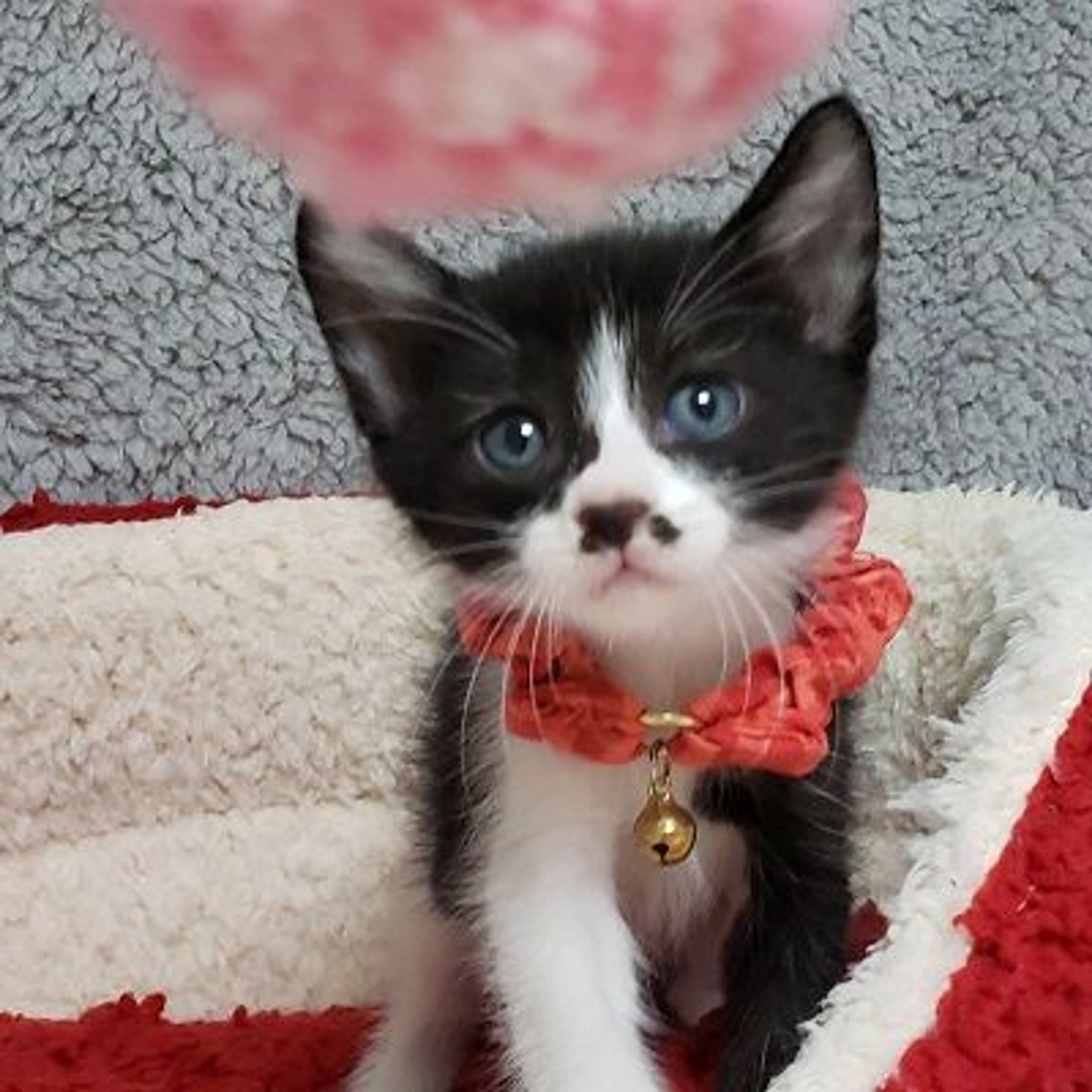 雑種（ミックス猫）・メスの里親募集の写真