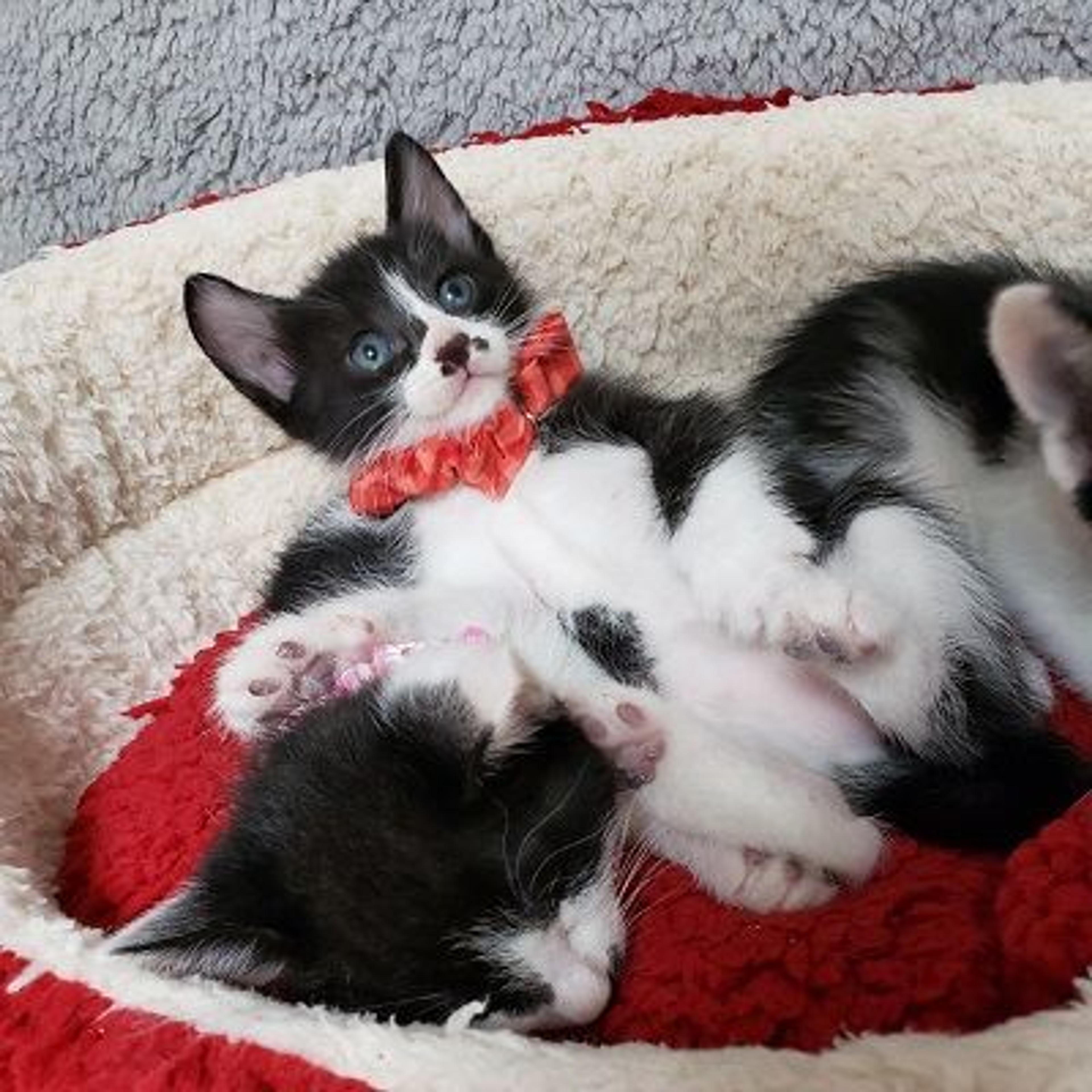 pet-image-2