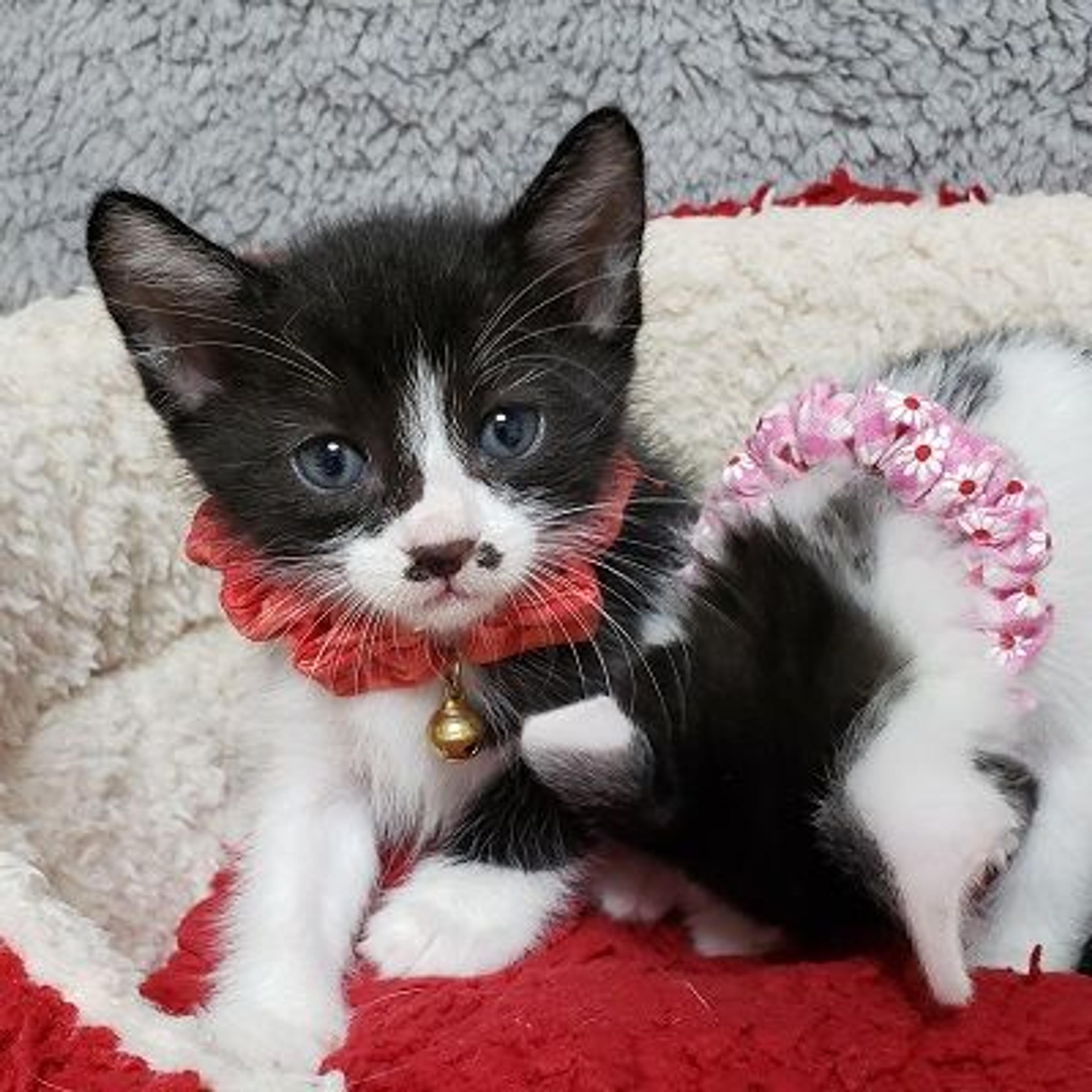 pet-image-3
