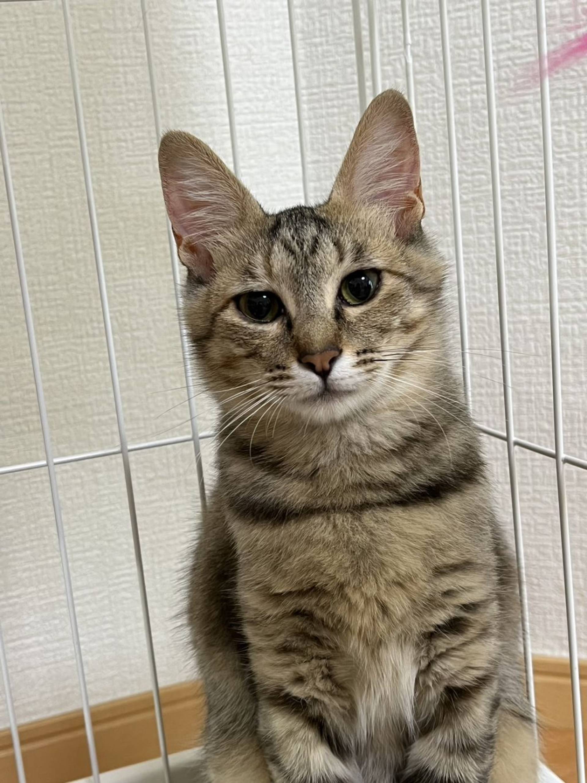 雑種（ミックス猫）・オスの里親募集の写真