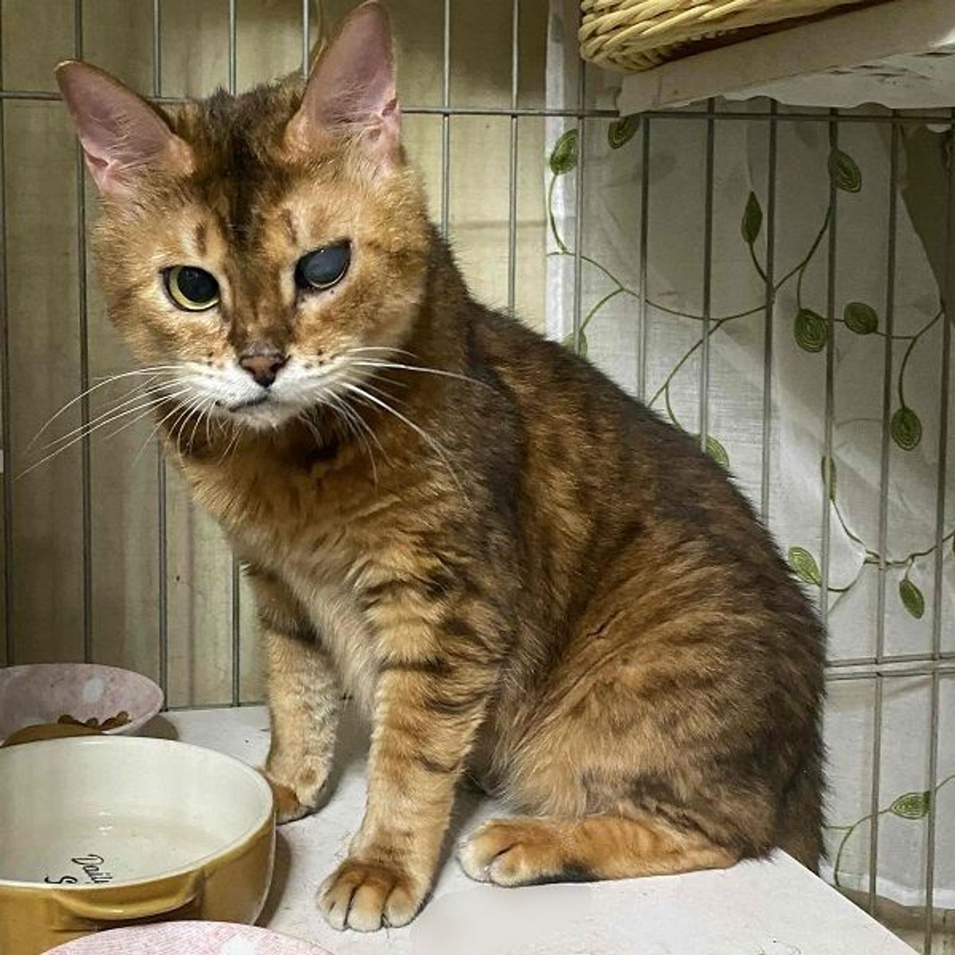 雑種（ミックス猫）・メスの里親募集の写真