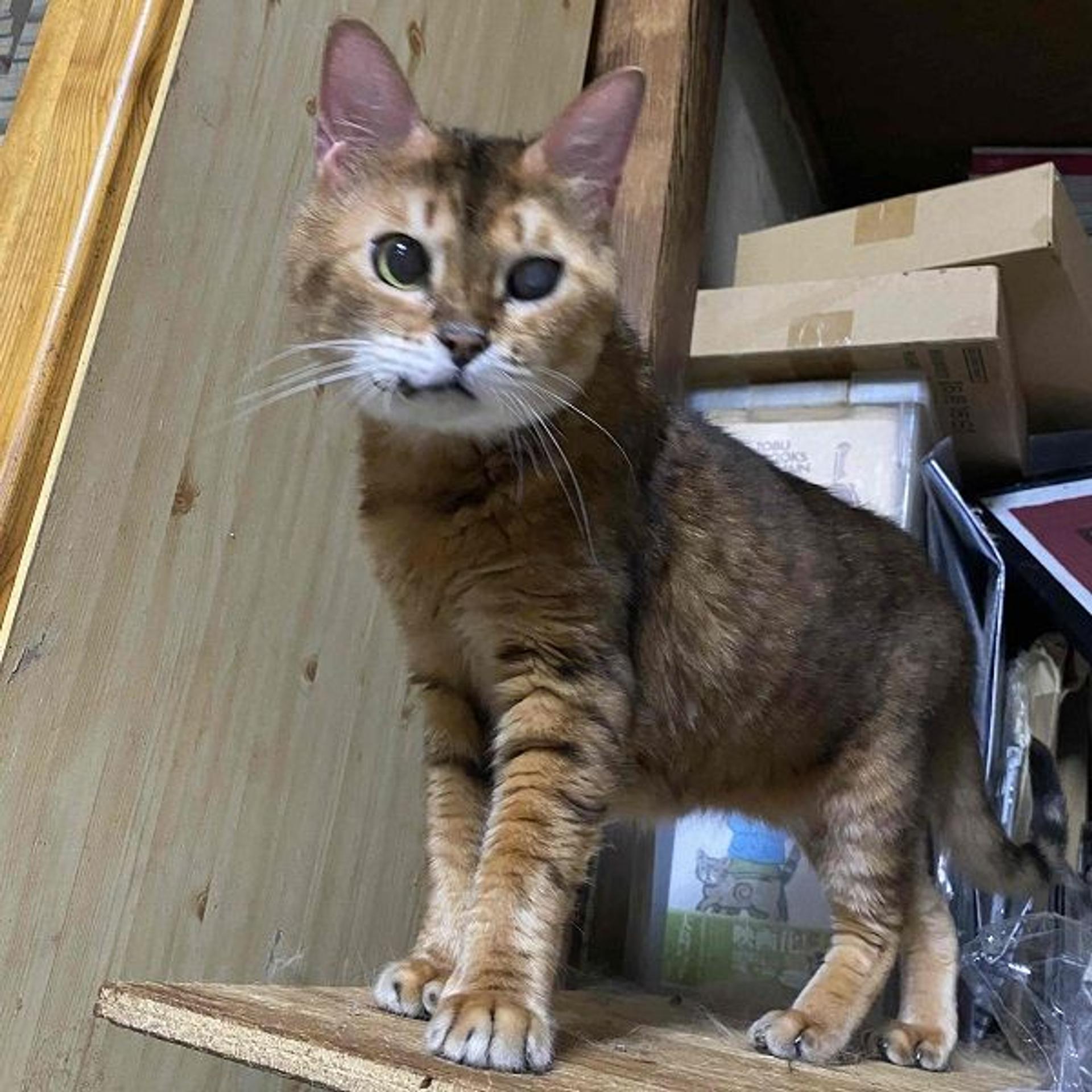 pet-image-2