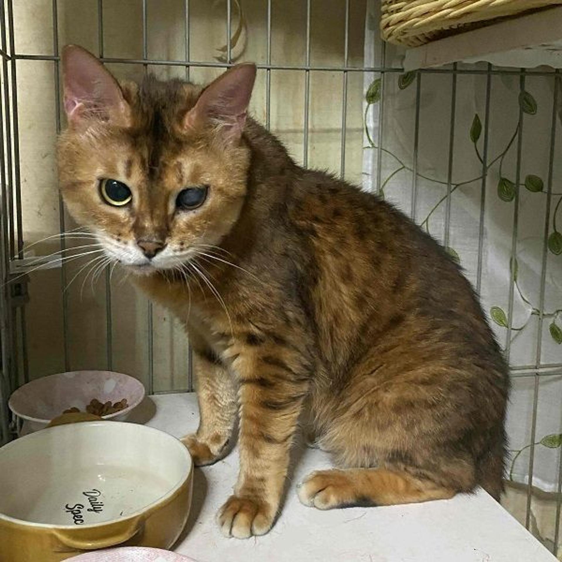 pet-image-3