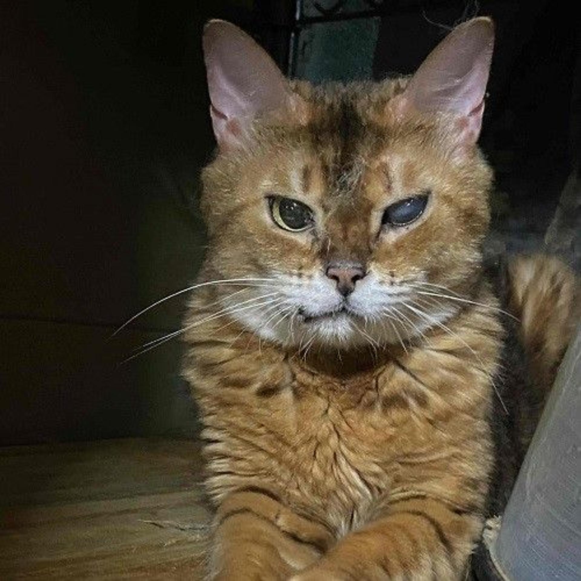 pet-image-4