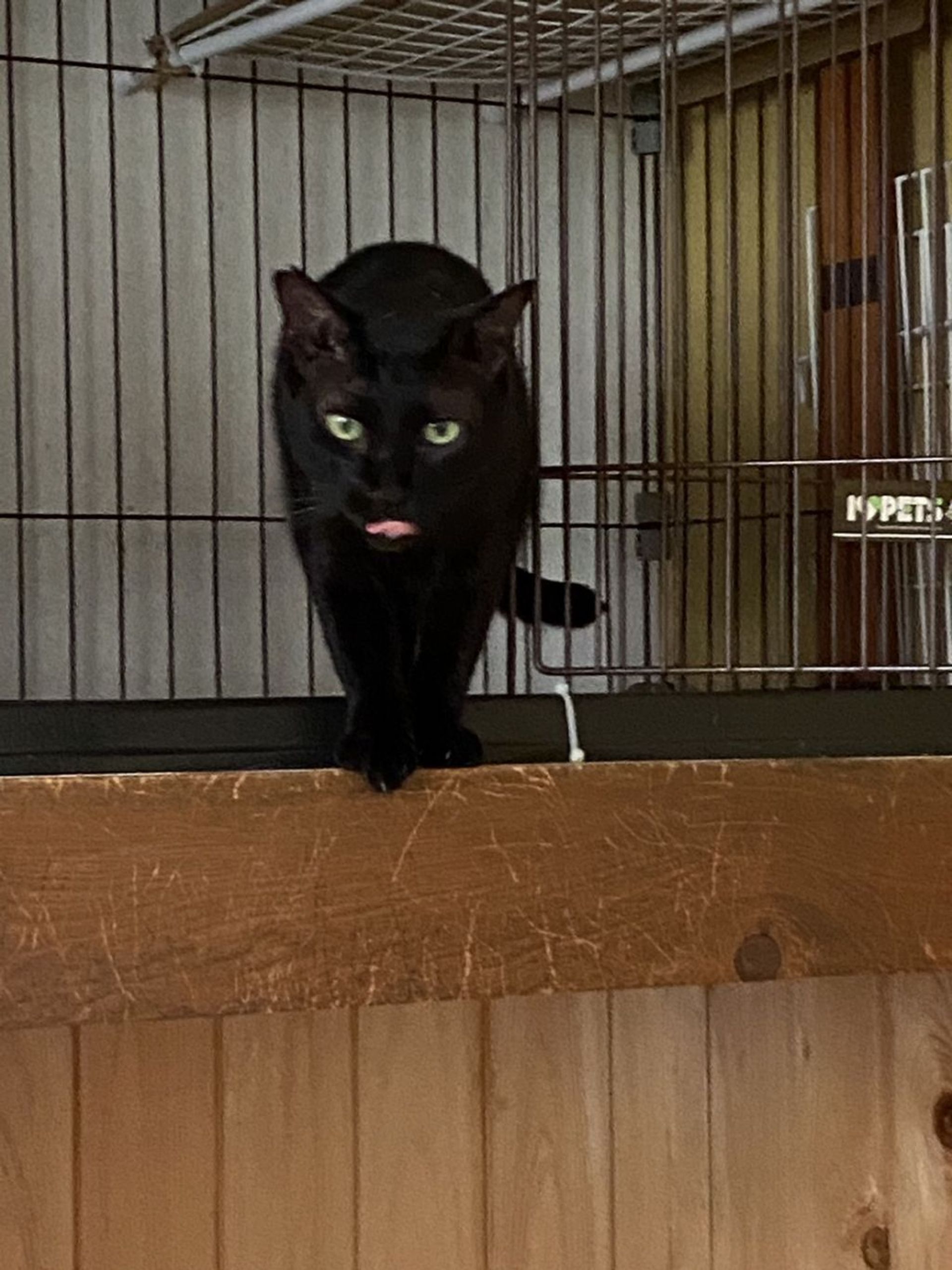 雑種（ミックス猫）・オスの里親募集の写真