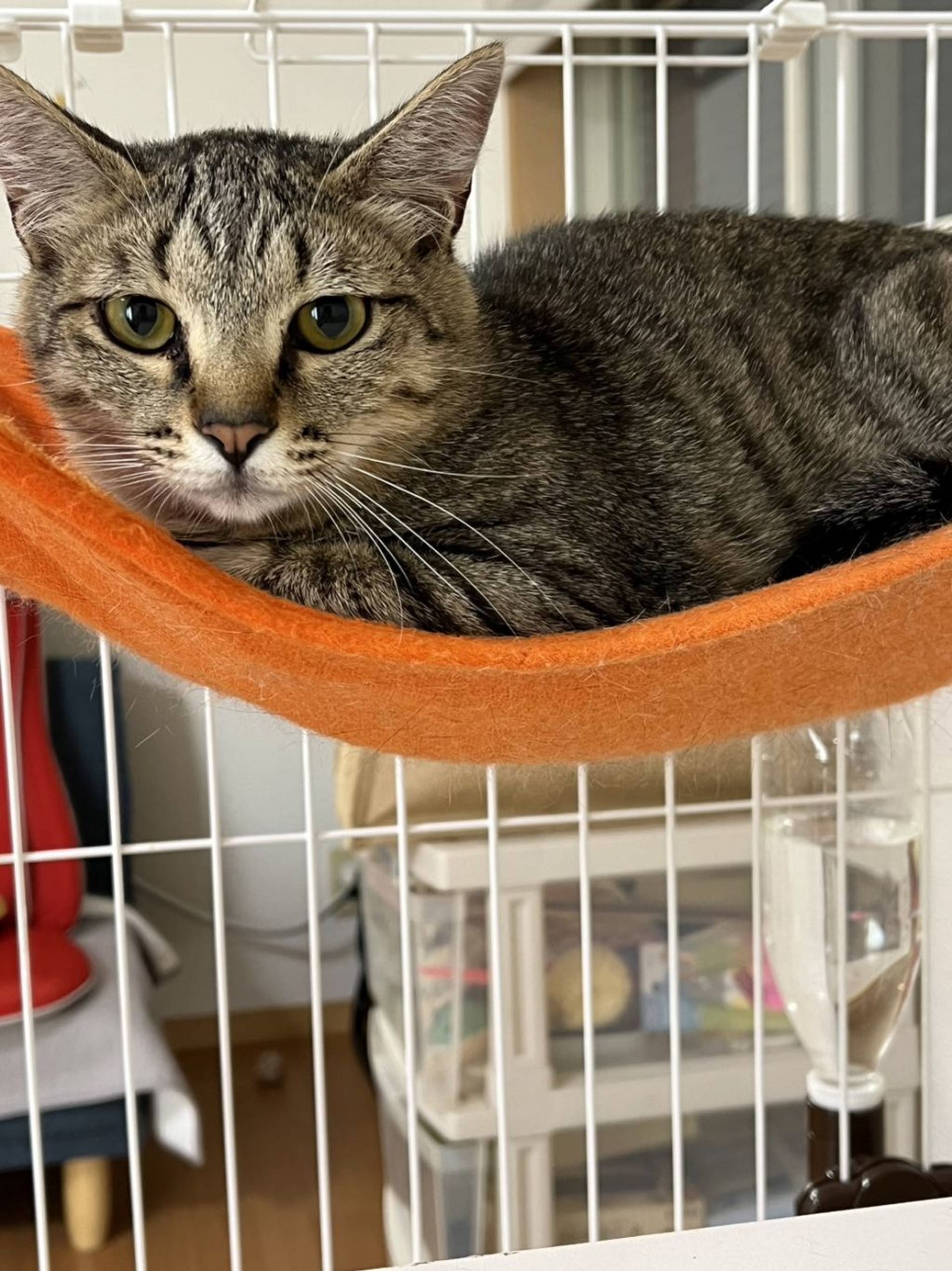 雑種（ミックス猫）・メスの里親募集の写真
