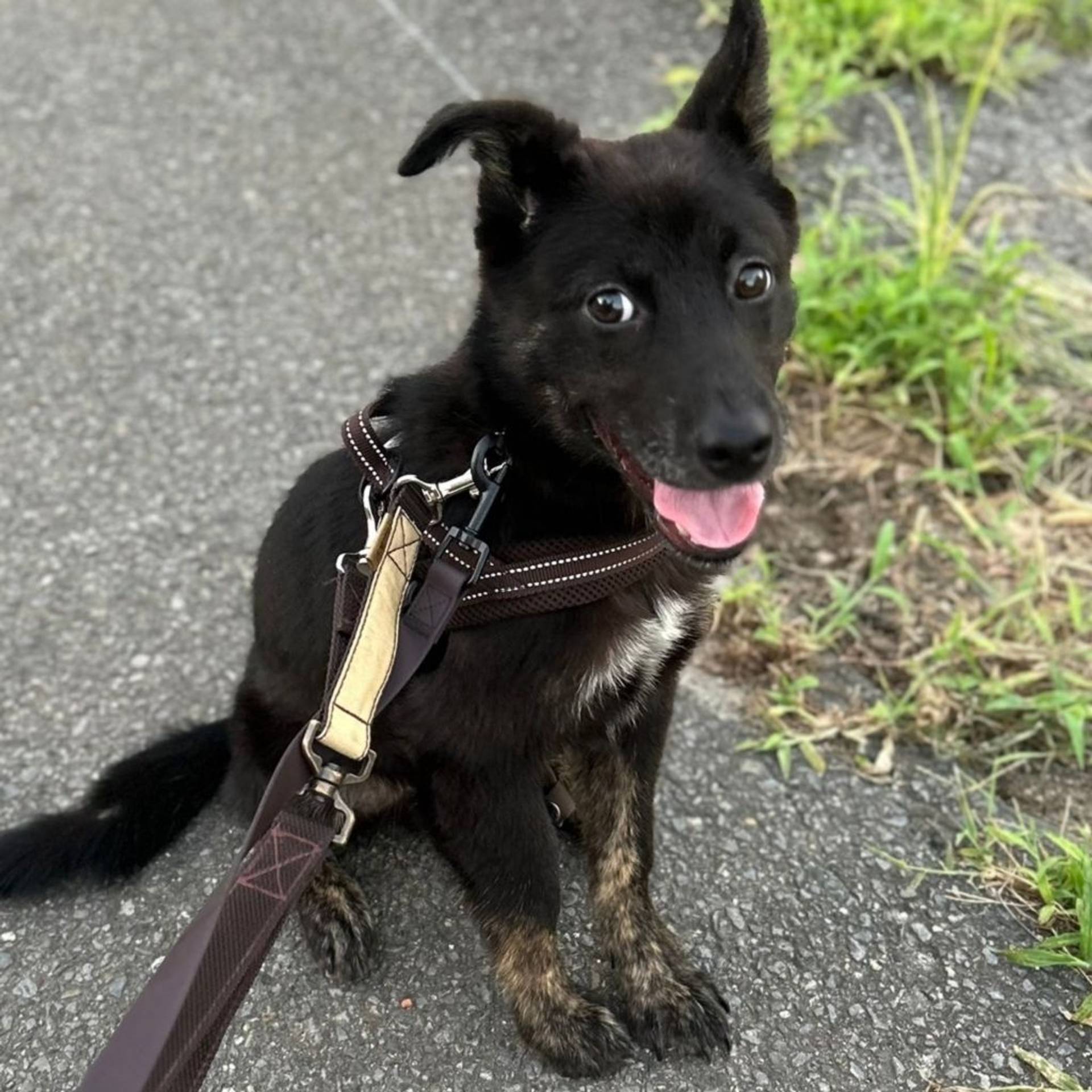 雑種（ミックス犬）・オスの里親募集の写真