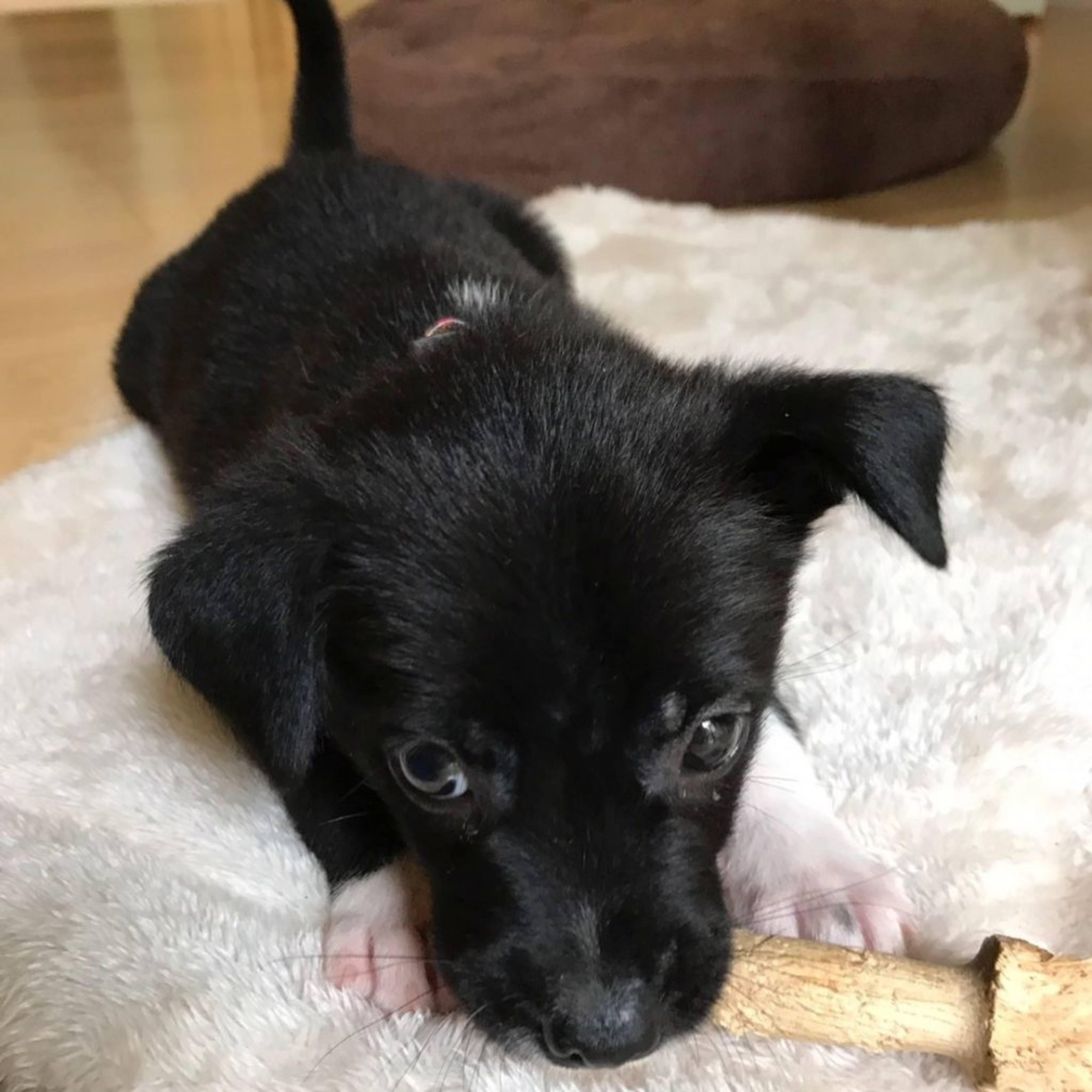 雑種（ミックス犬）・メスの里親募集の写真