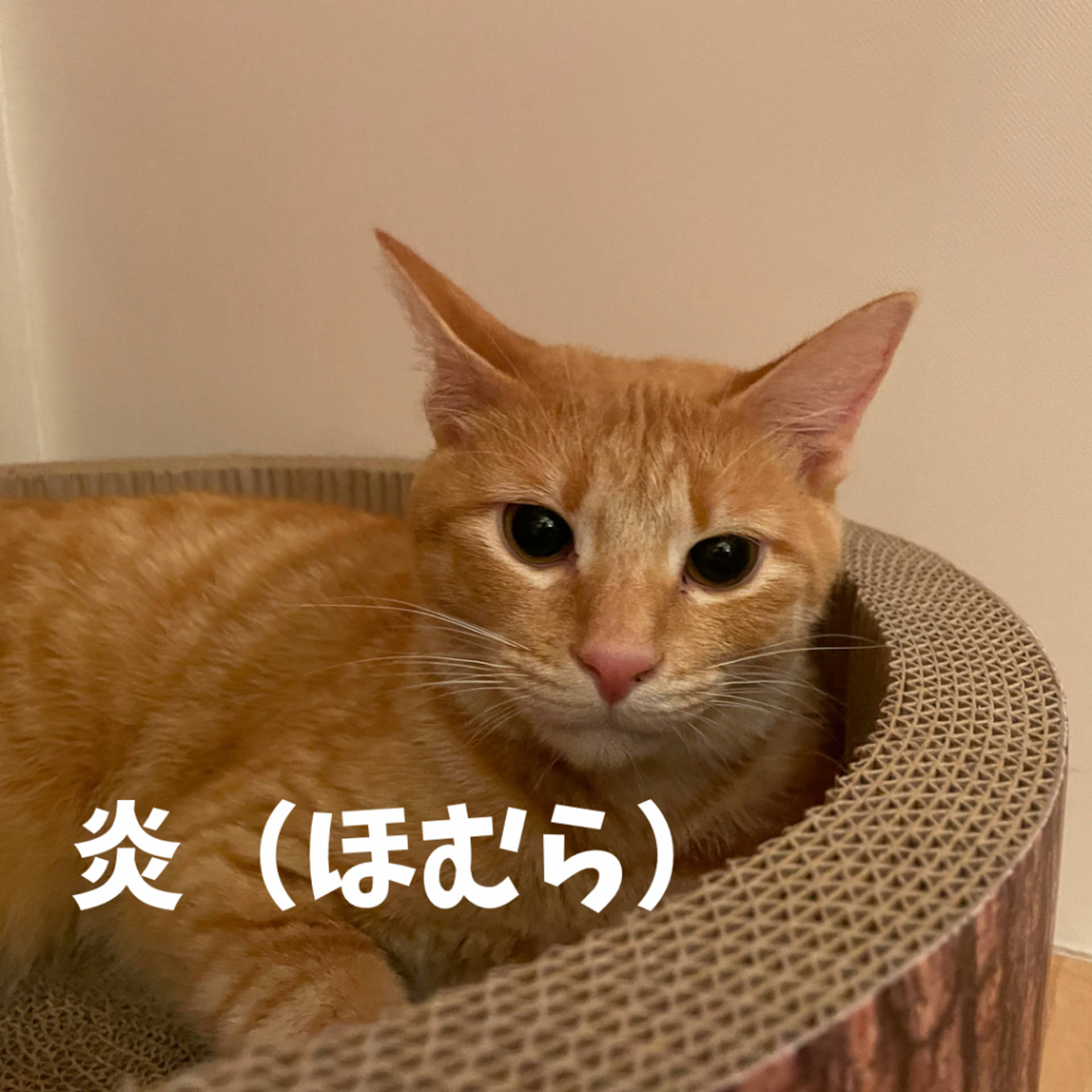 雑種（ミックス猫）・オスの里親募集の写真