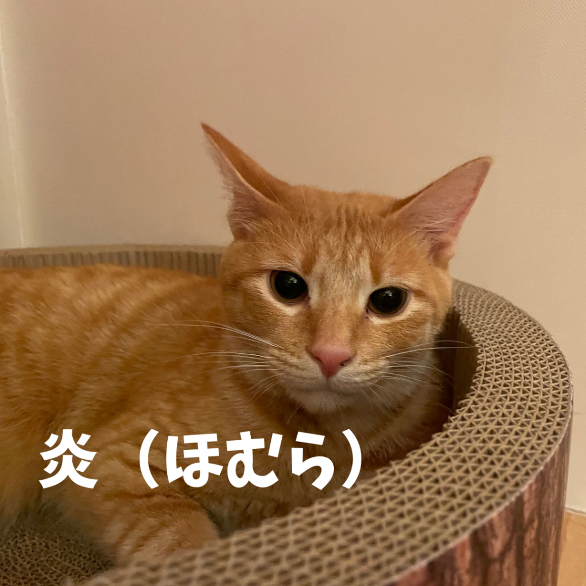 雑種（ミックス猫）・オスの里親募集の写真
