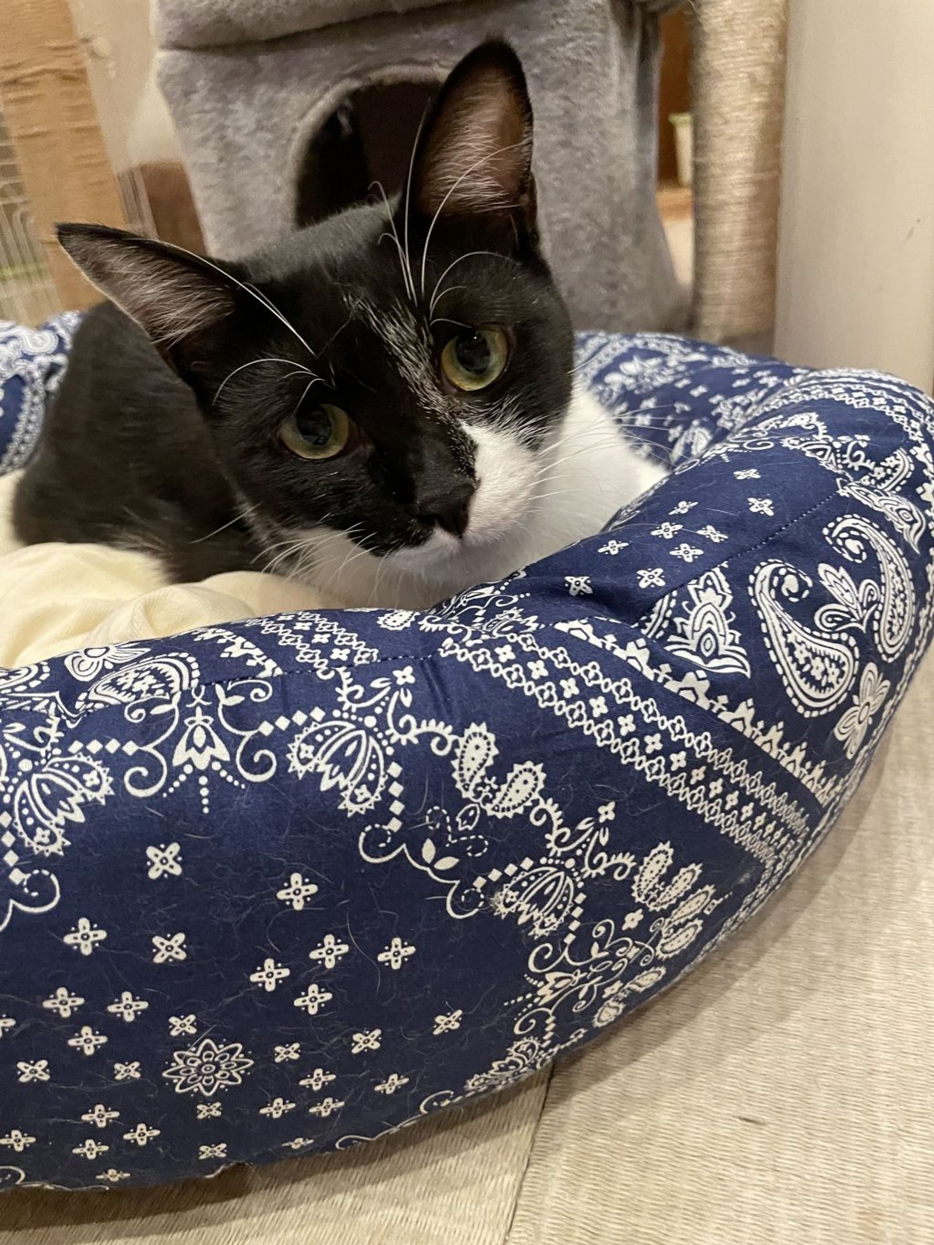 雑種（ミックス猫）・オスの里親募集の写真
