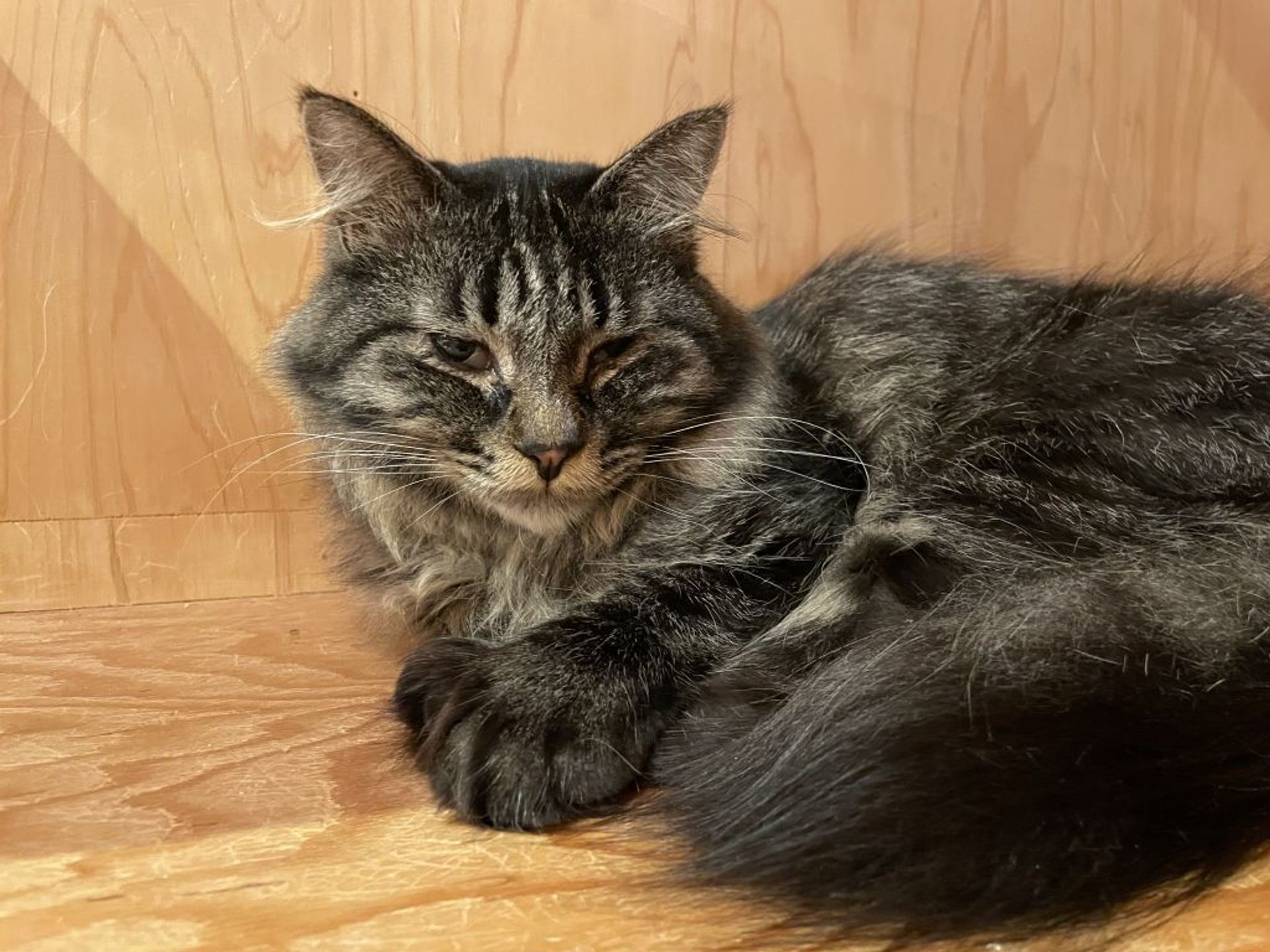雑種（ミックス猫）・オスの里親募集の写真