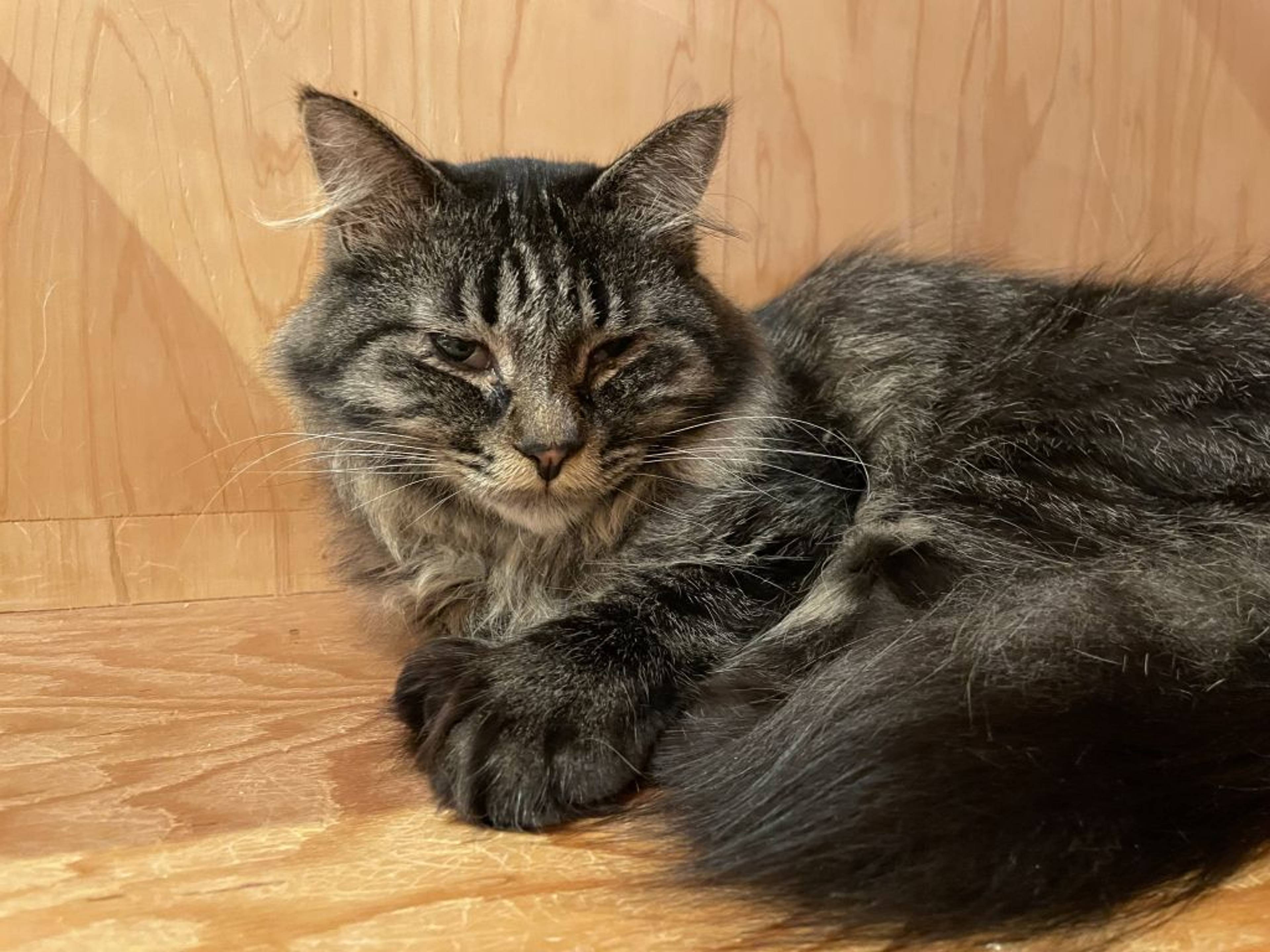 雑種（ミックス猫）・オスの里親募集の写真