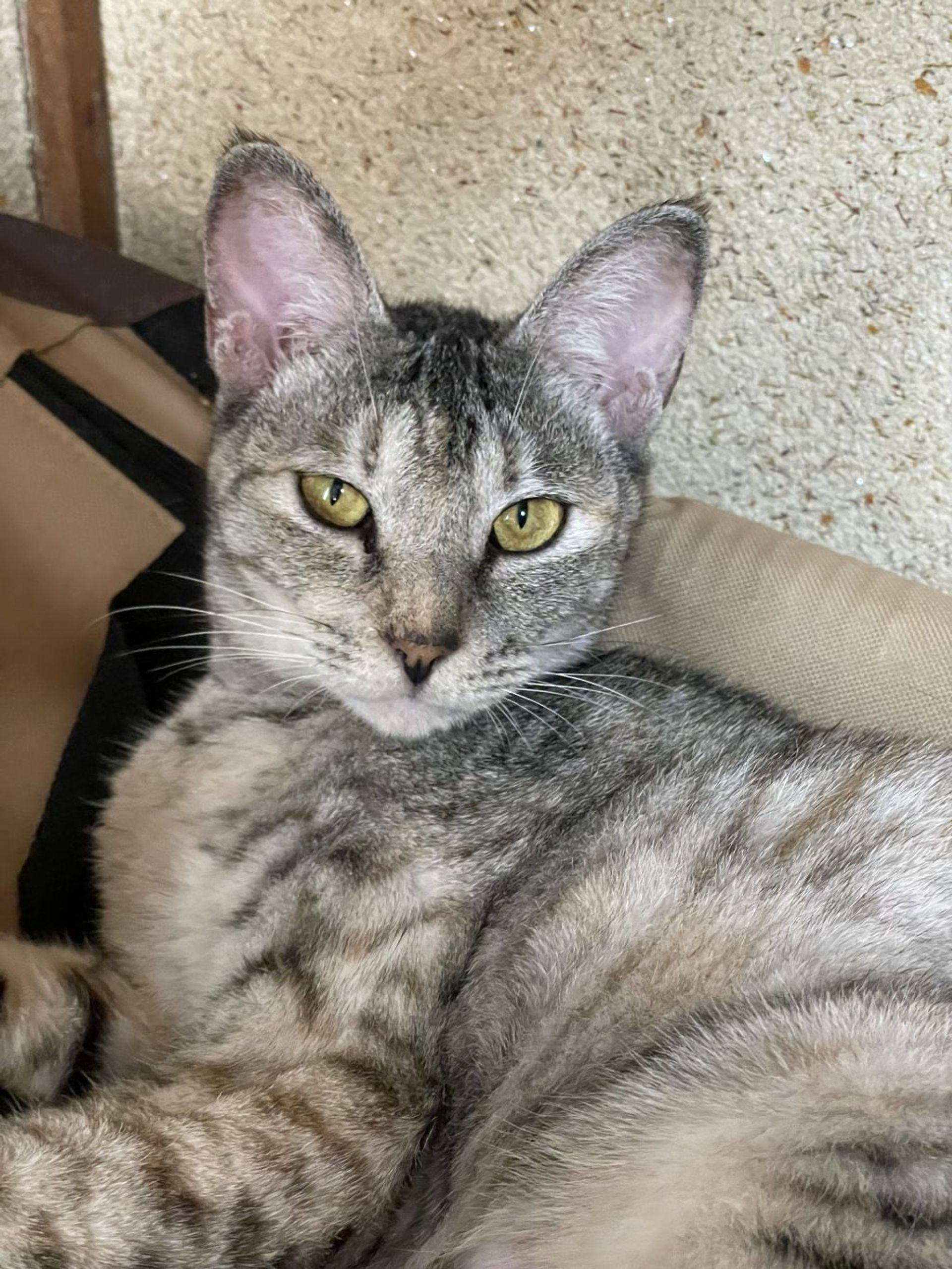 雑種（ミックス猫）・メスの里親募集の写真