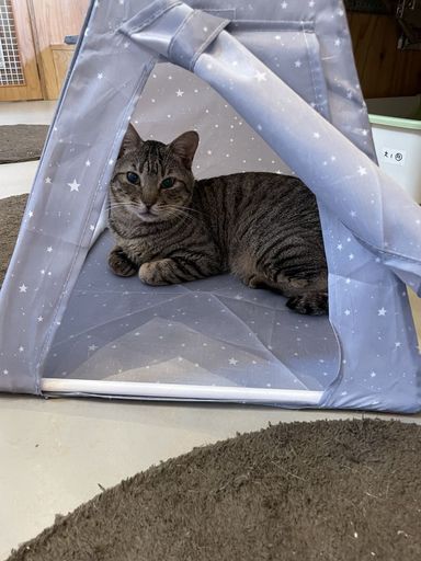 ☆☆ふりむき美人猫　優雅なひとときバッグ☆☆ ♥底はコロンと丸底♥ 大人しい性格のげんごろう | 雑種（ミックス猫） | ネコリ