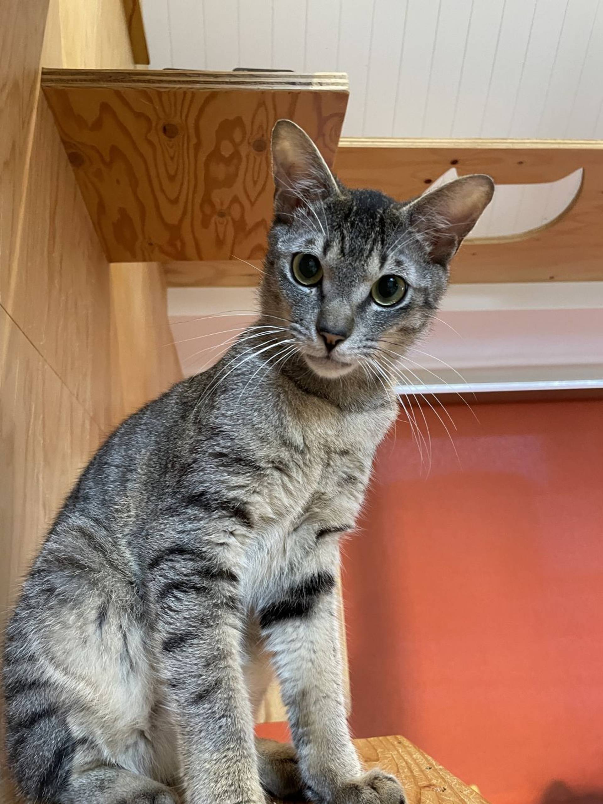 雑種（ミックス猫）・オスの里親募集の写真
