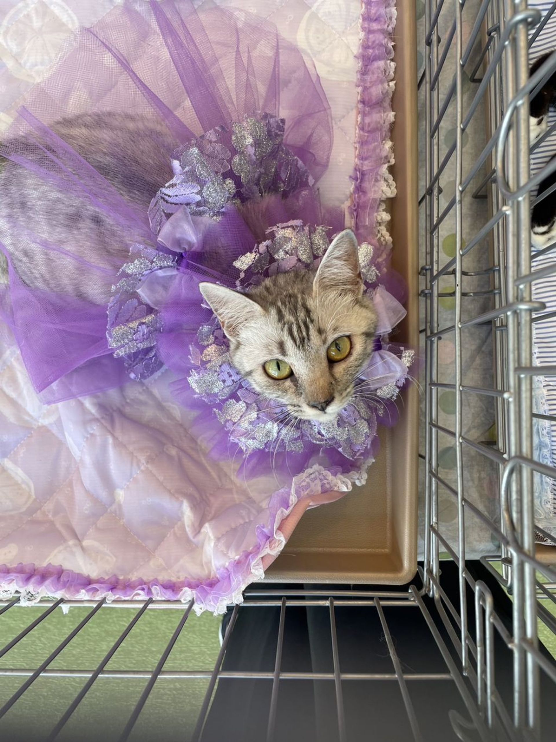 雑種（ミックス猫）・メスの里親募集の写真