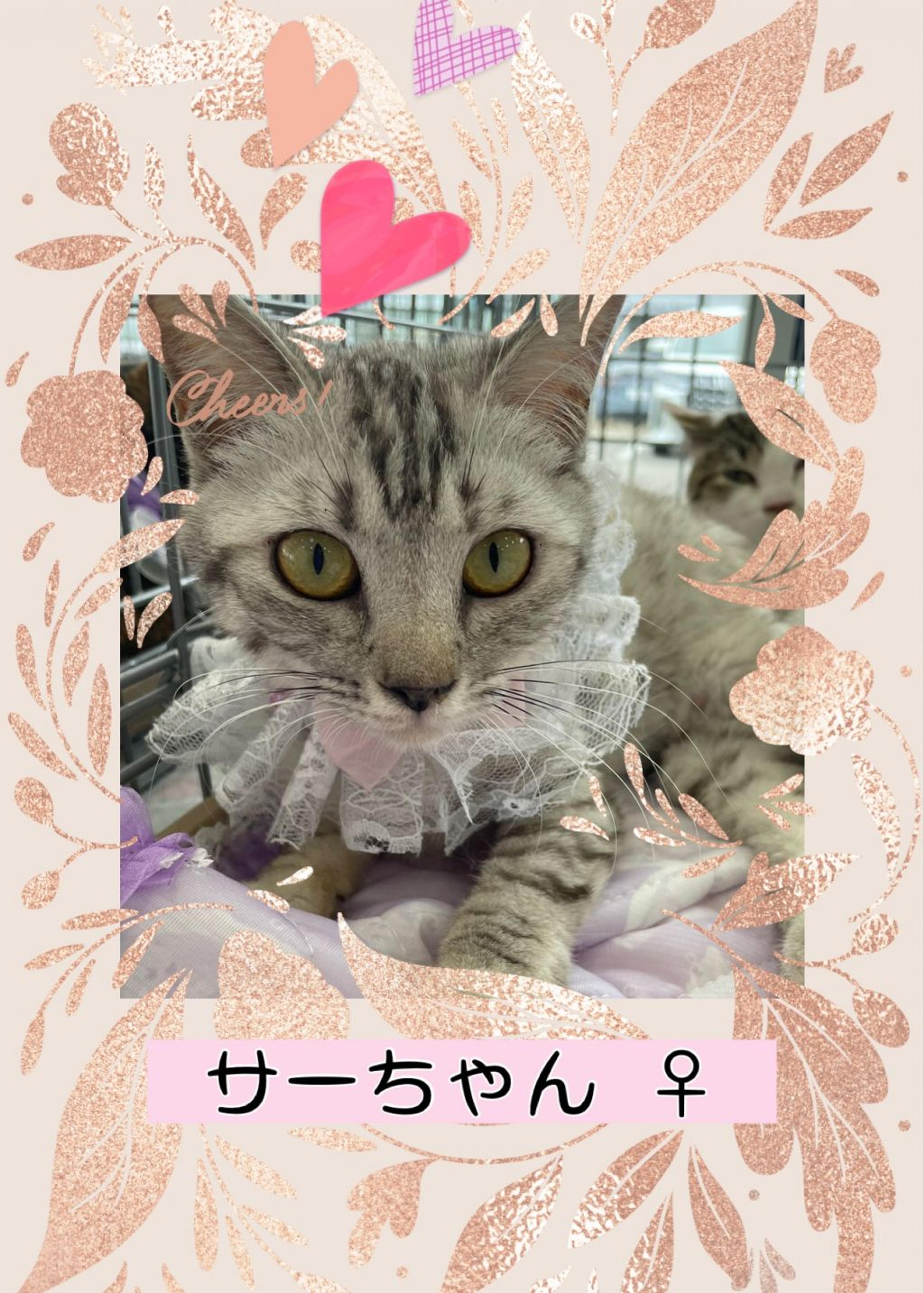 pet-image-3