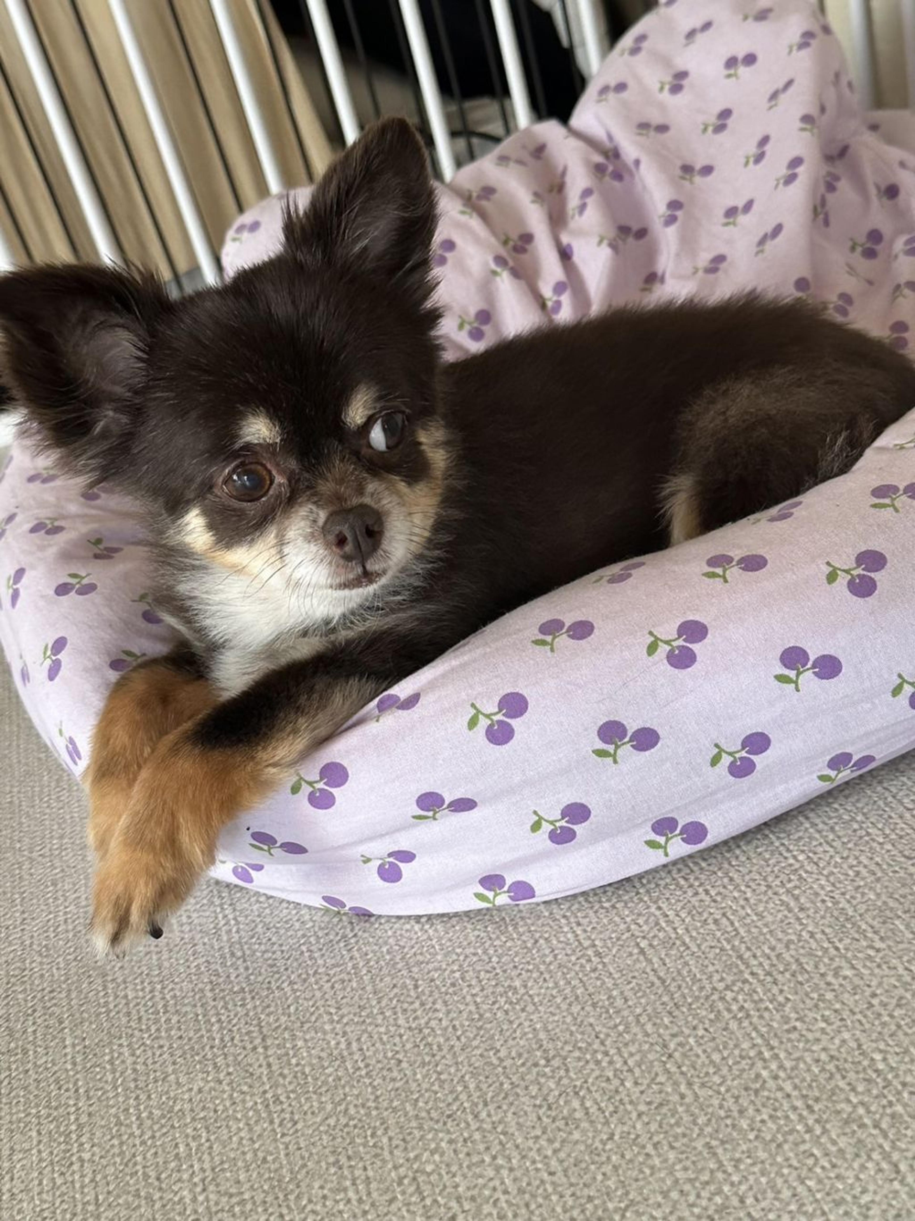 pet-image-4