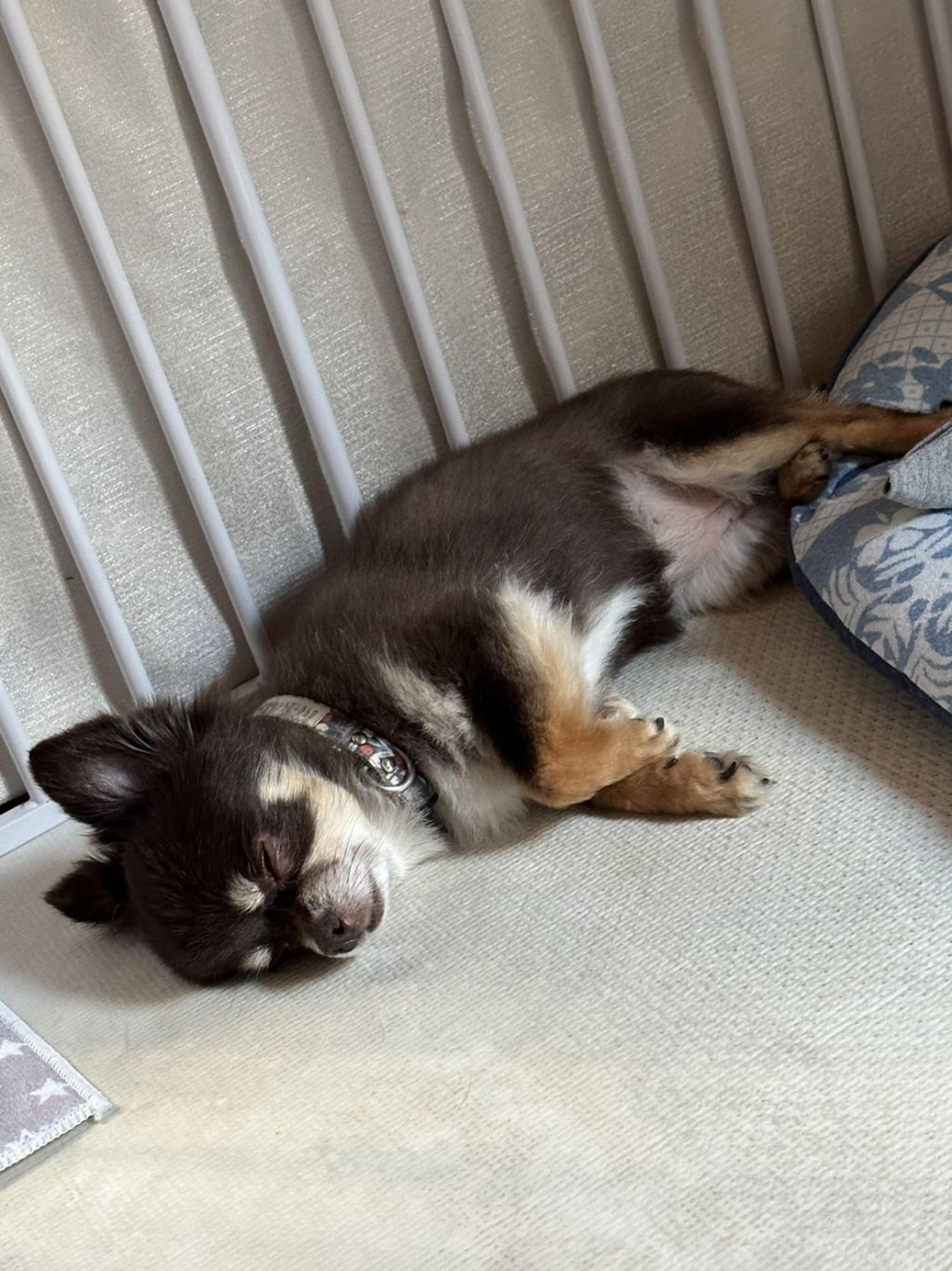 pet-image-5