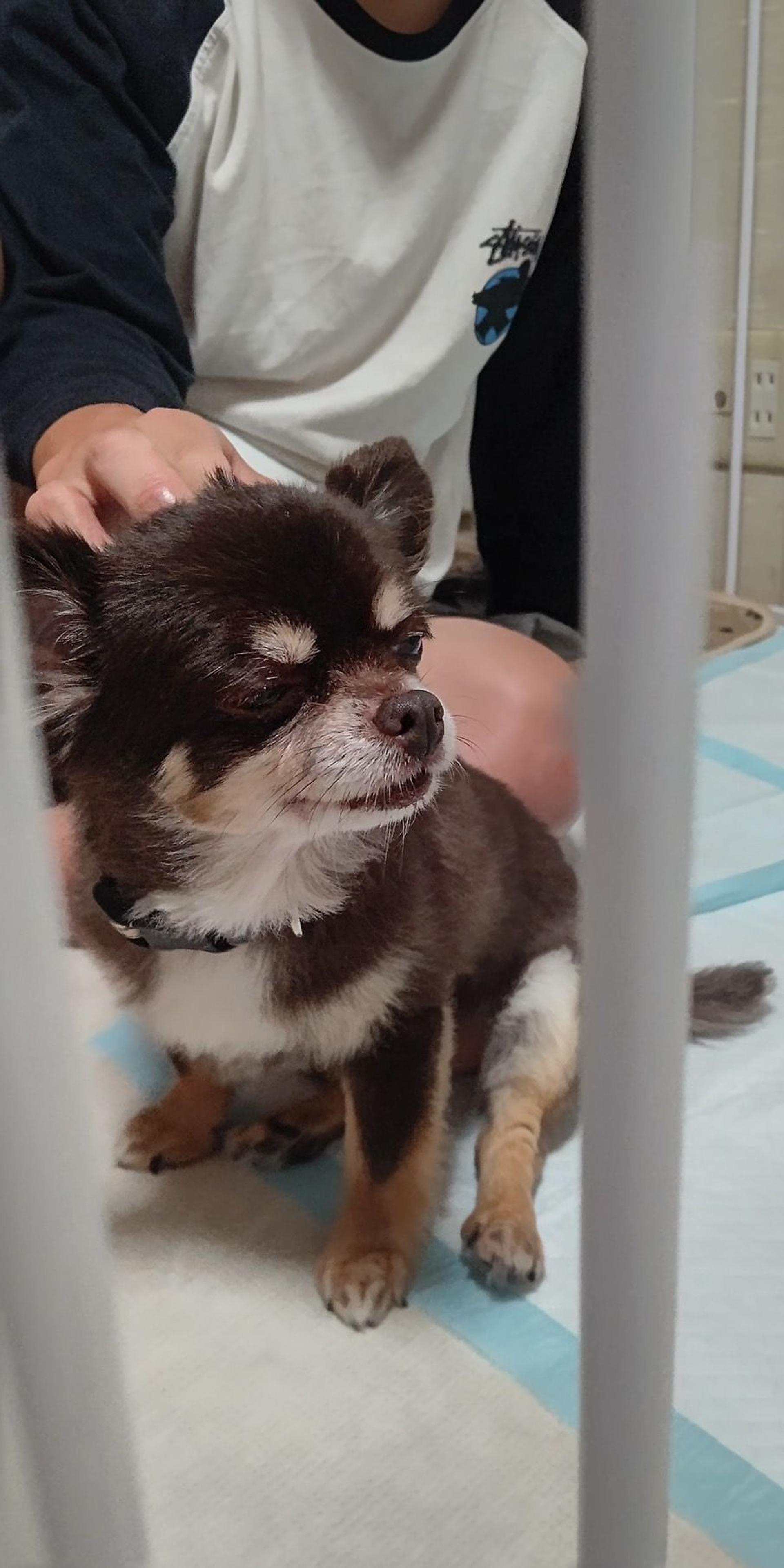 pet-image-7