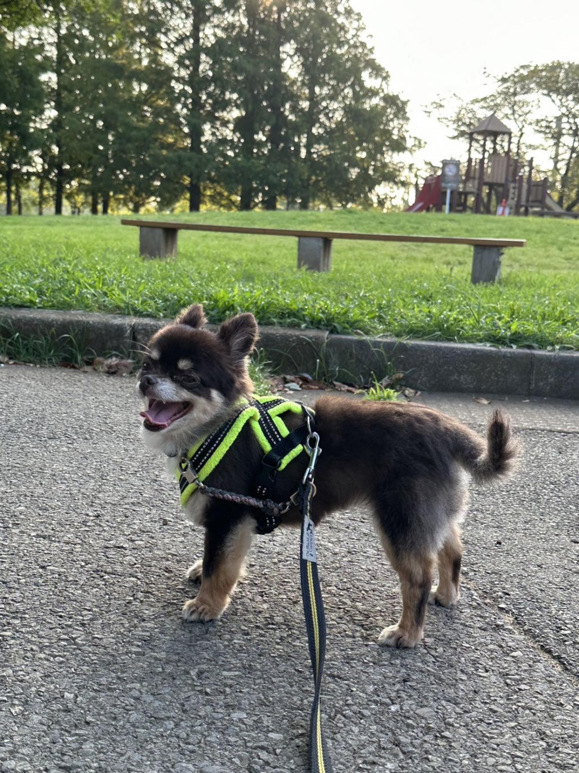 pet-image-8