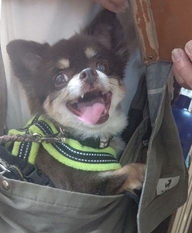 チワワ・メスの里親募集の写真