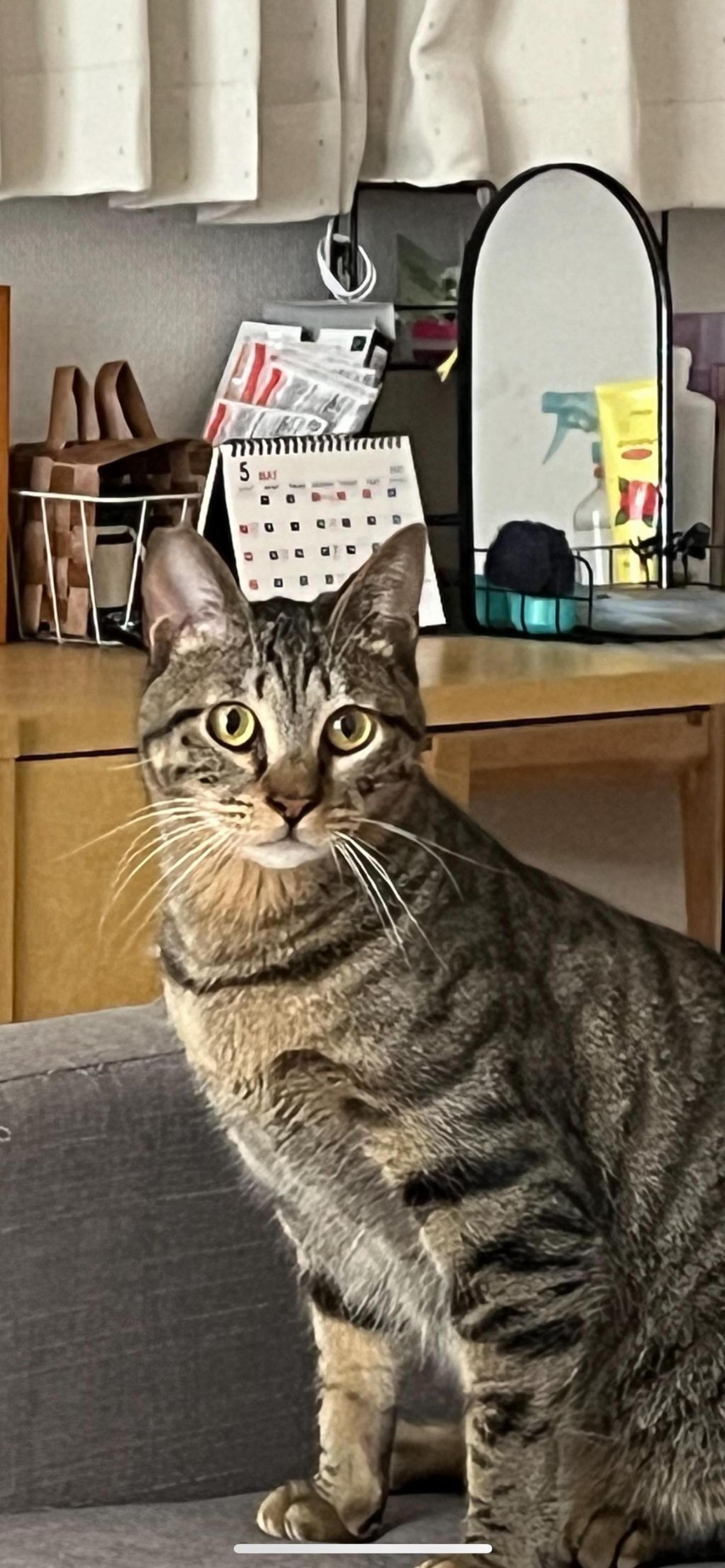 pet-image-5