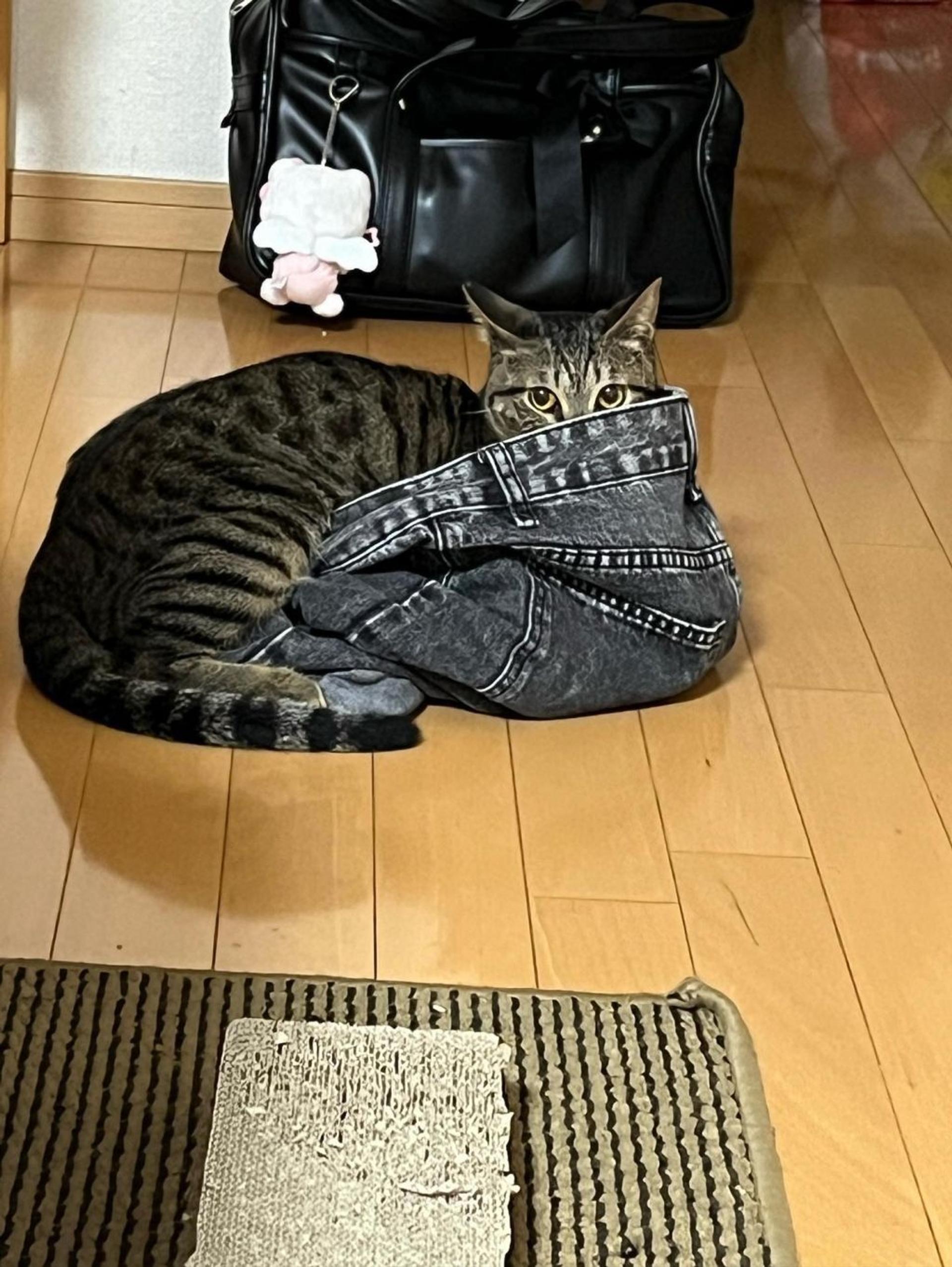 pet-image-7
