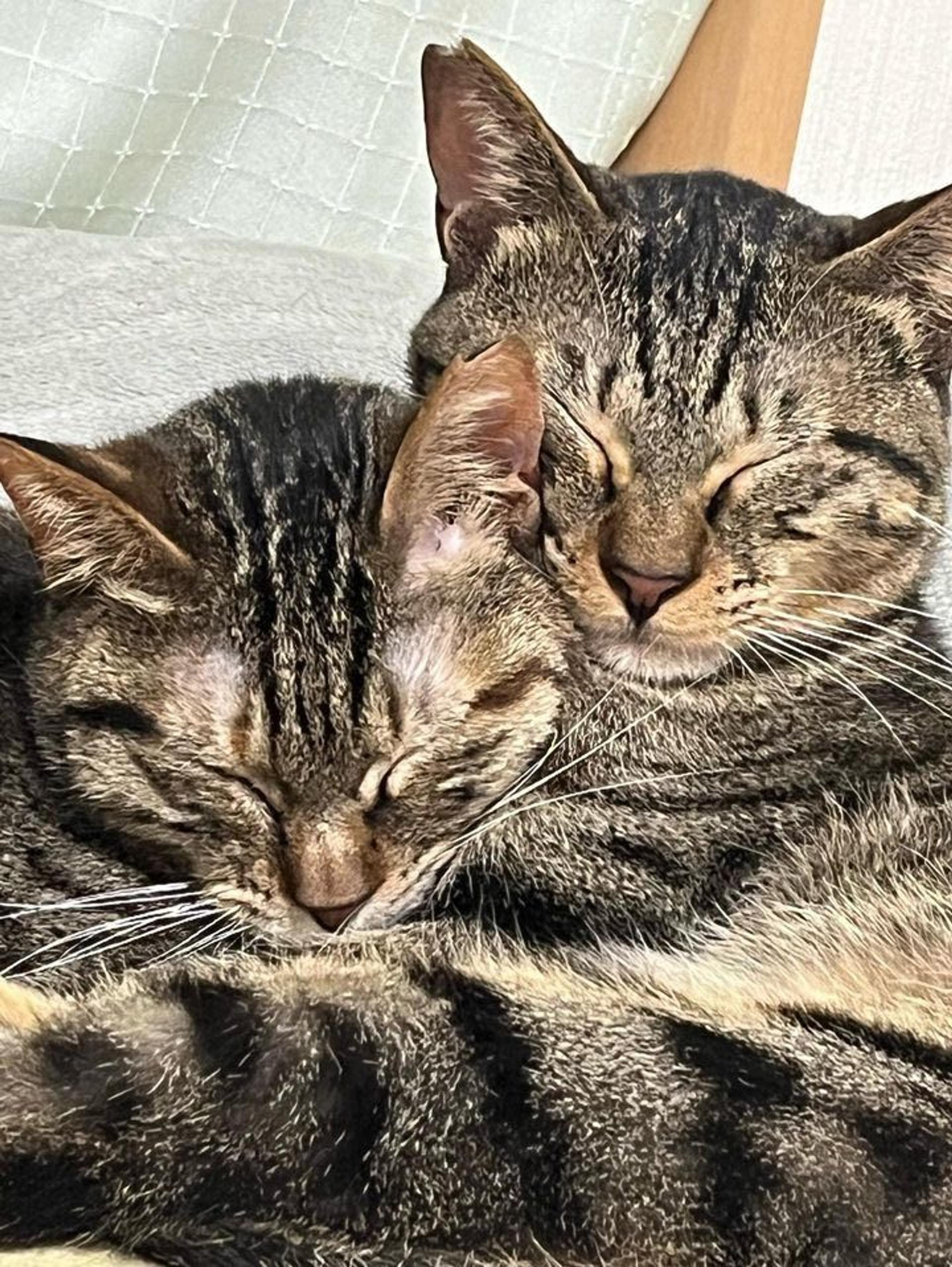 pet-image-9