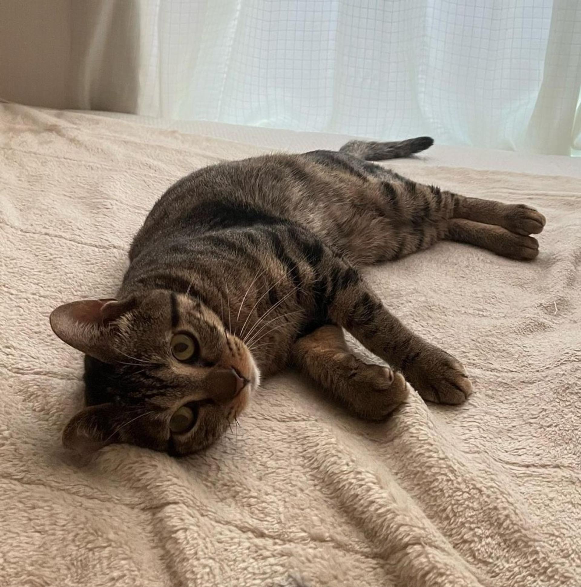 pet-image-2