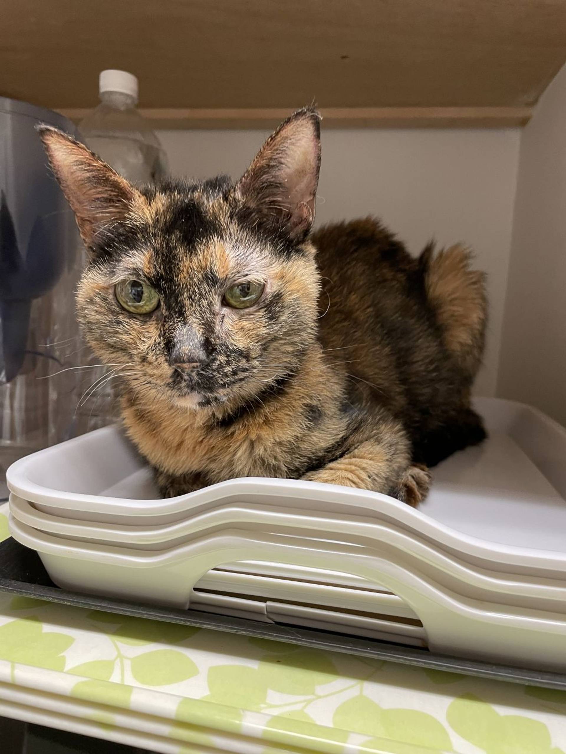 雑種（ミックス猫）・メスの里親募集の写真
