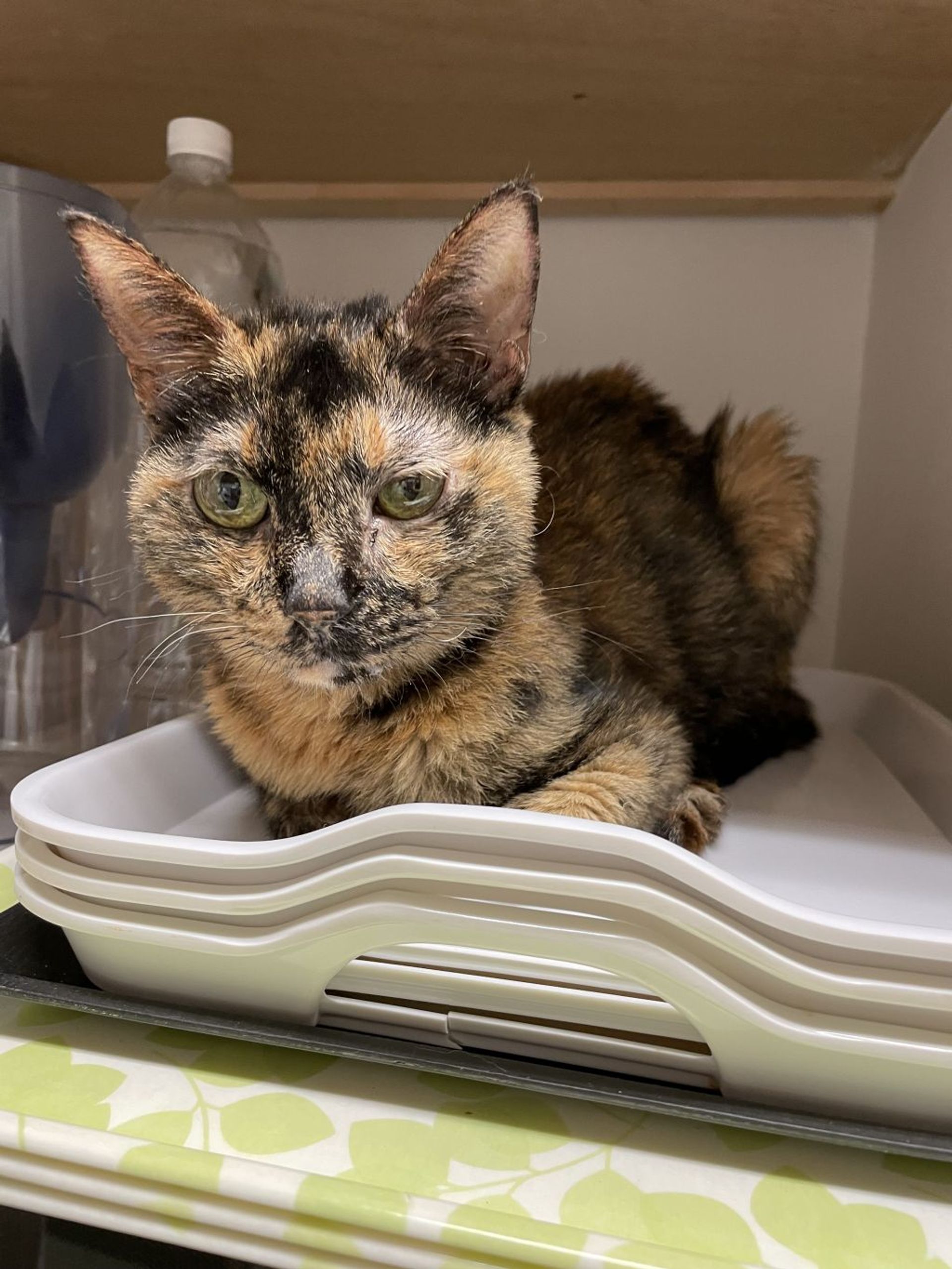 雑種（ミックス猫）・メスの里親募集の写真