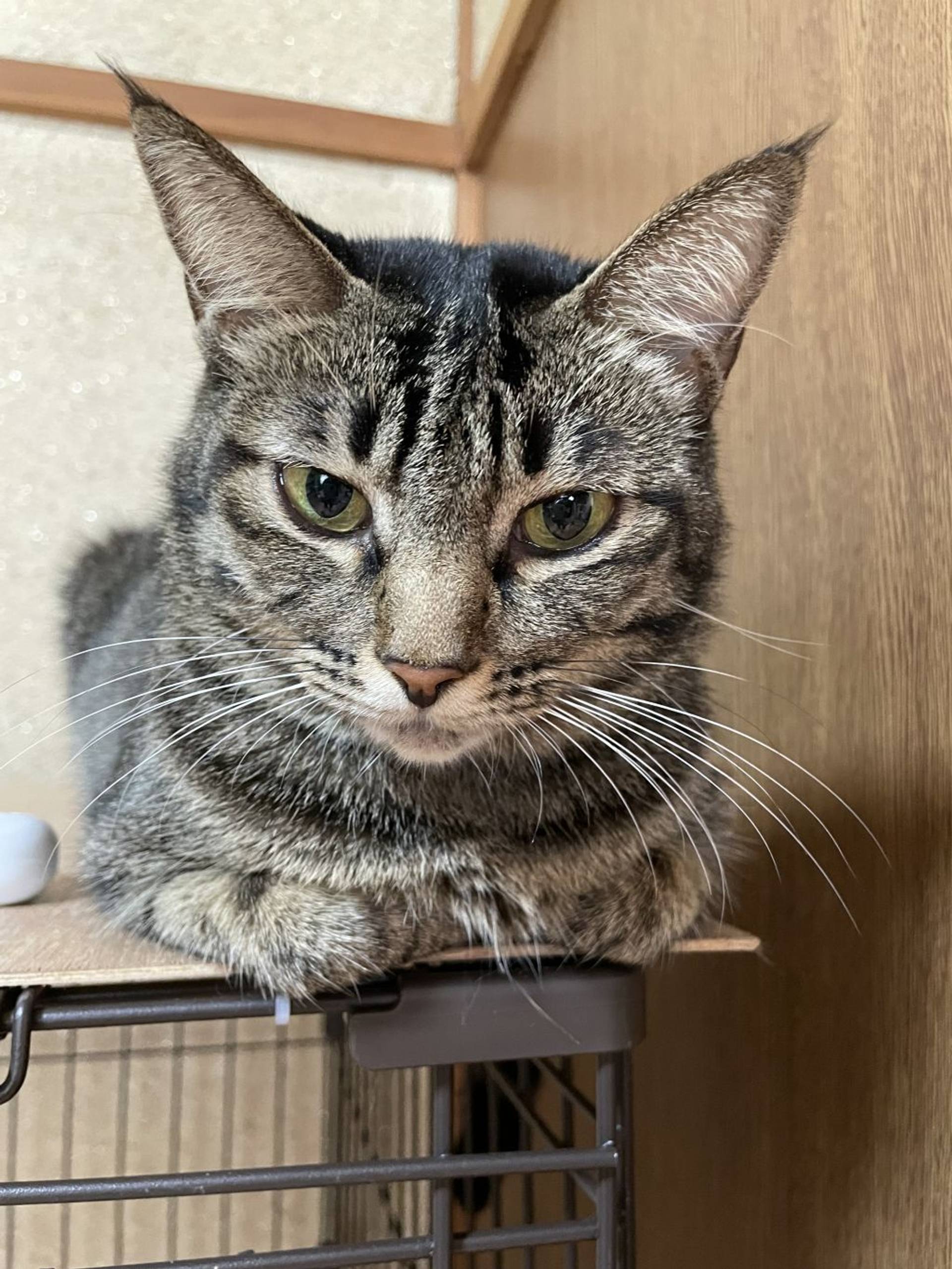 雑種（ミックス猫）・メスの里親募集の写真