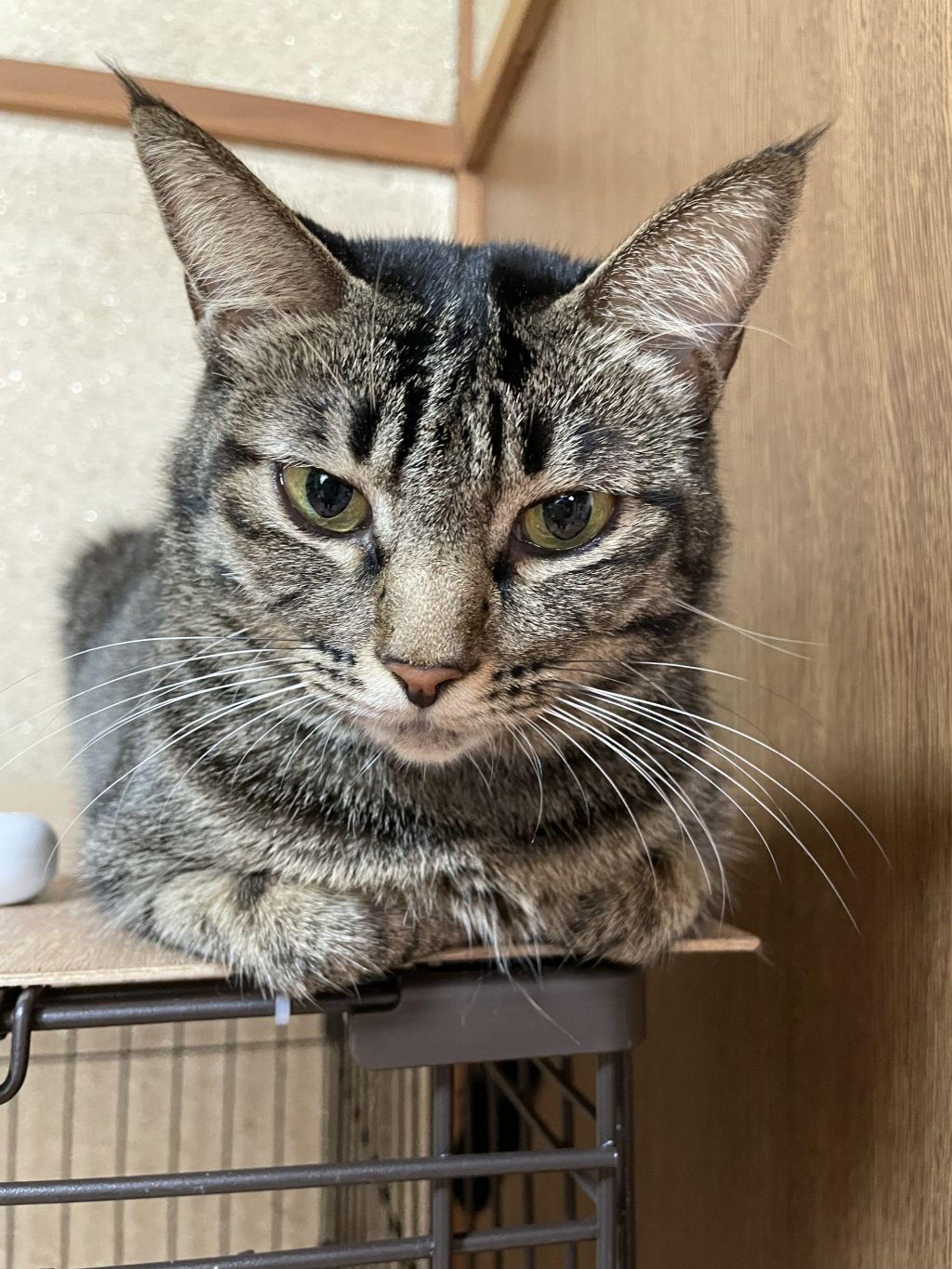 雑種（ミックス猫）・メスの里親募集の写真