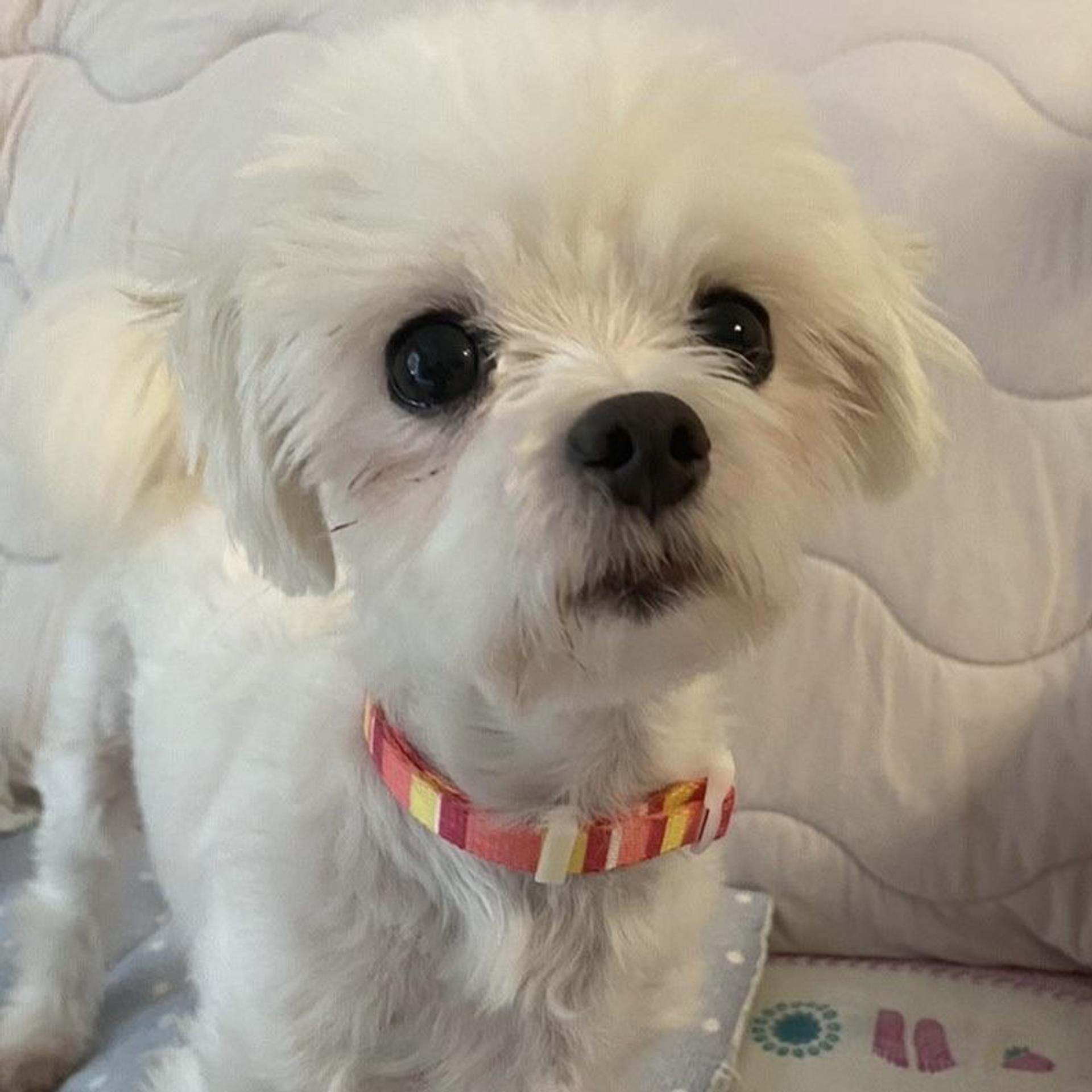 pet-image-2
