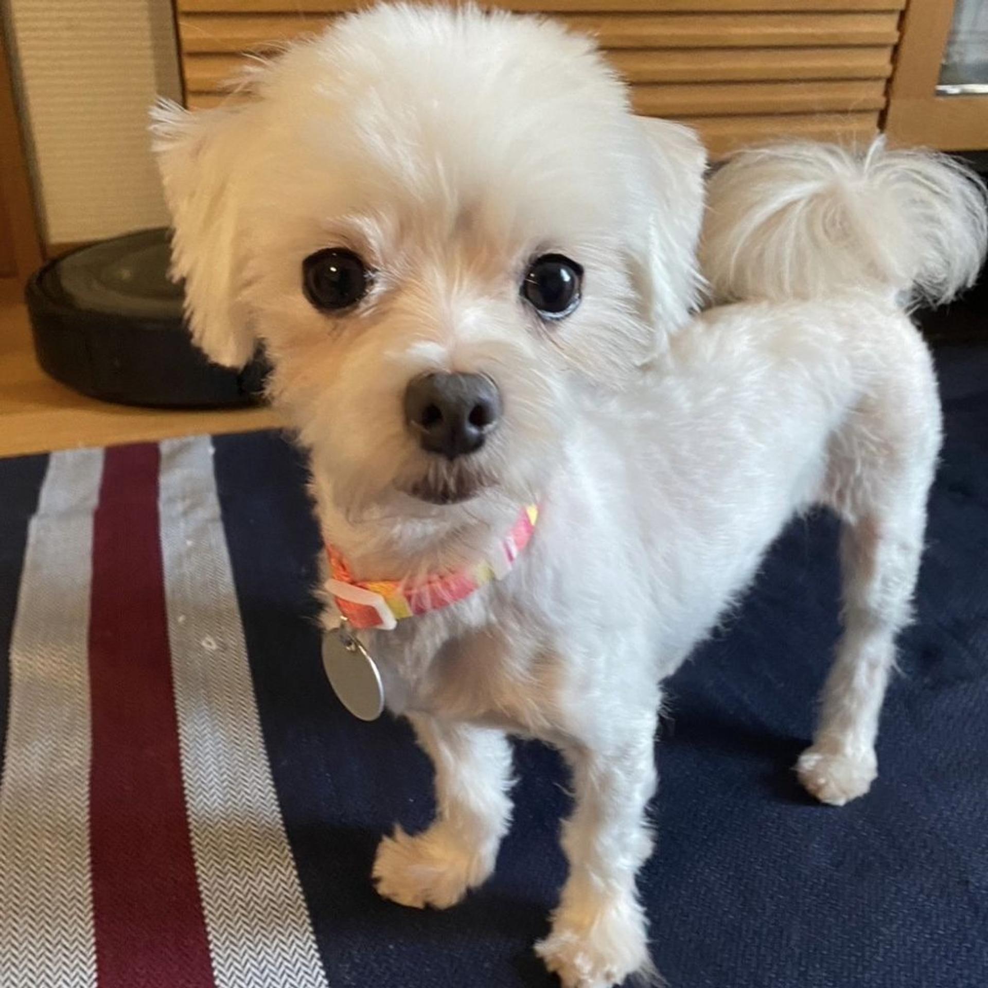pet-image-6