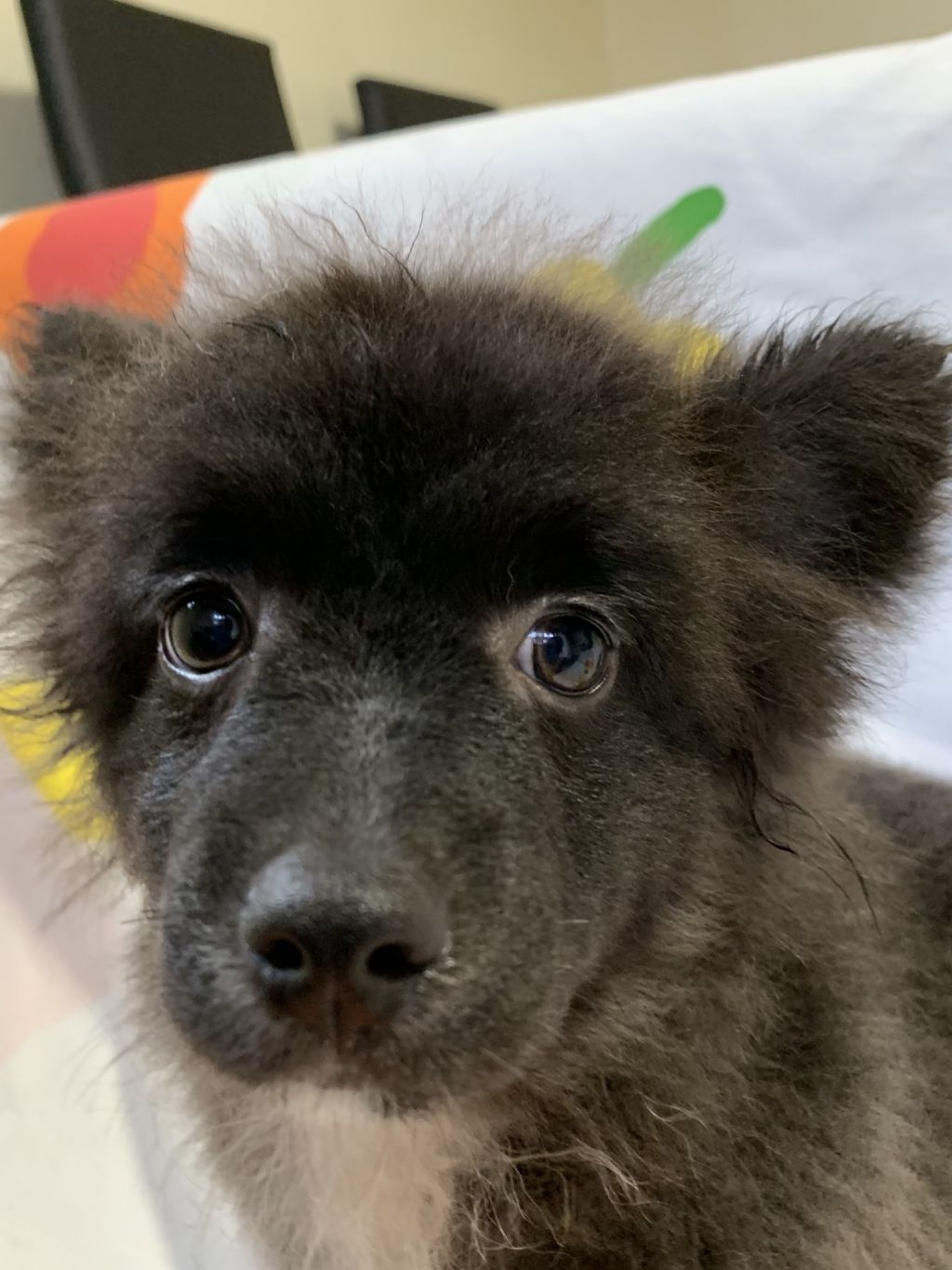 雑種（ミックス犬）・オスの里親募集の写真