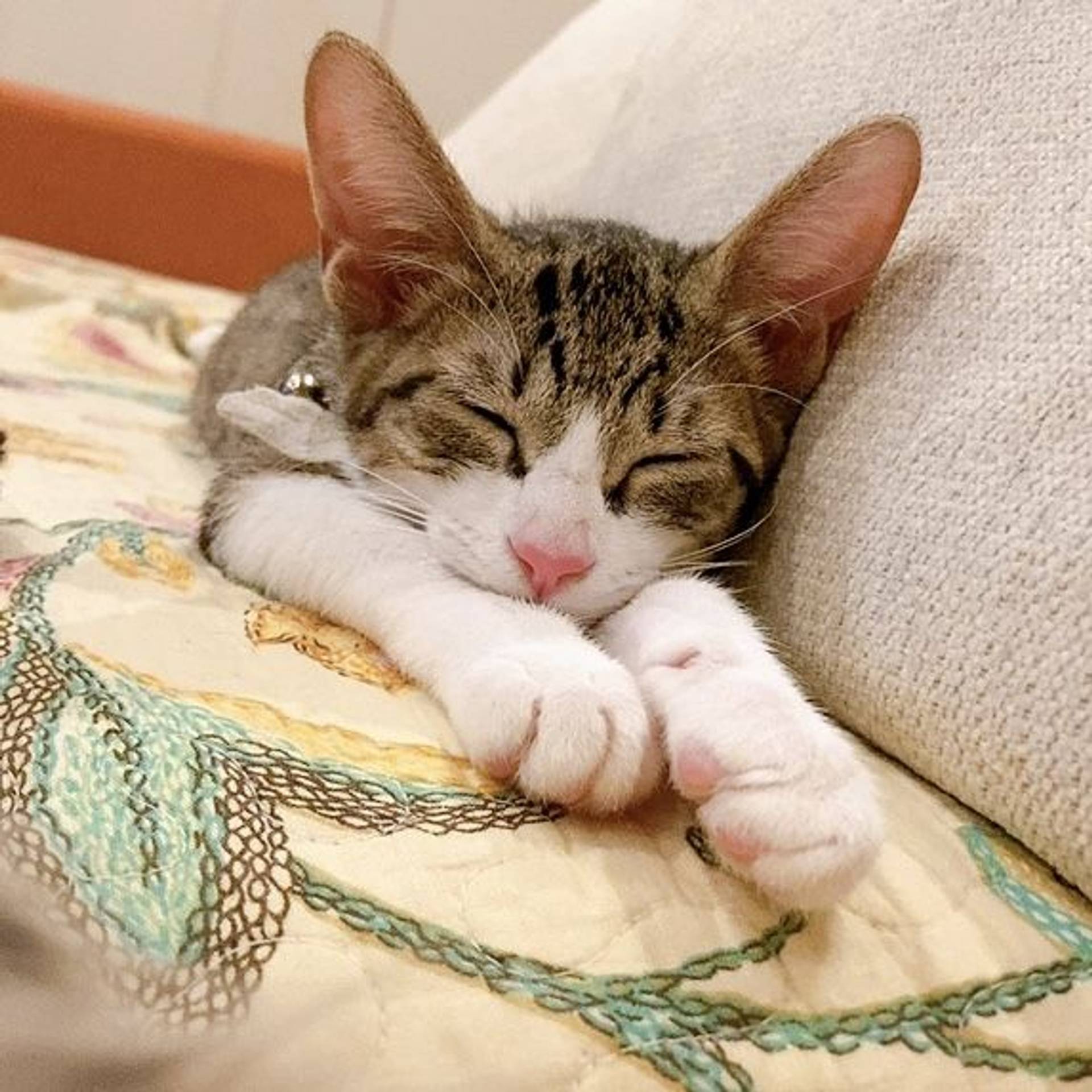 雑種（ミックス猫）・メスの里親募集の写真