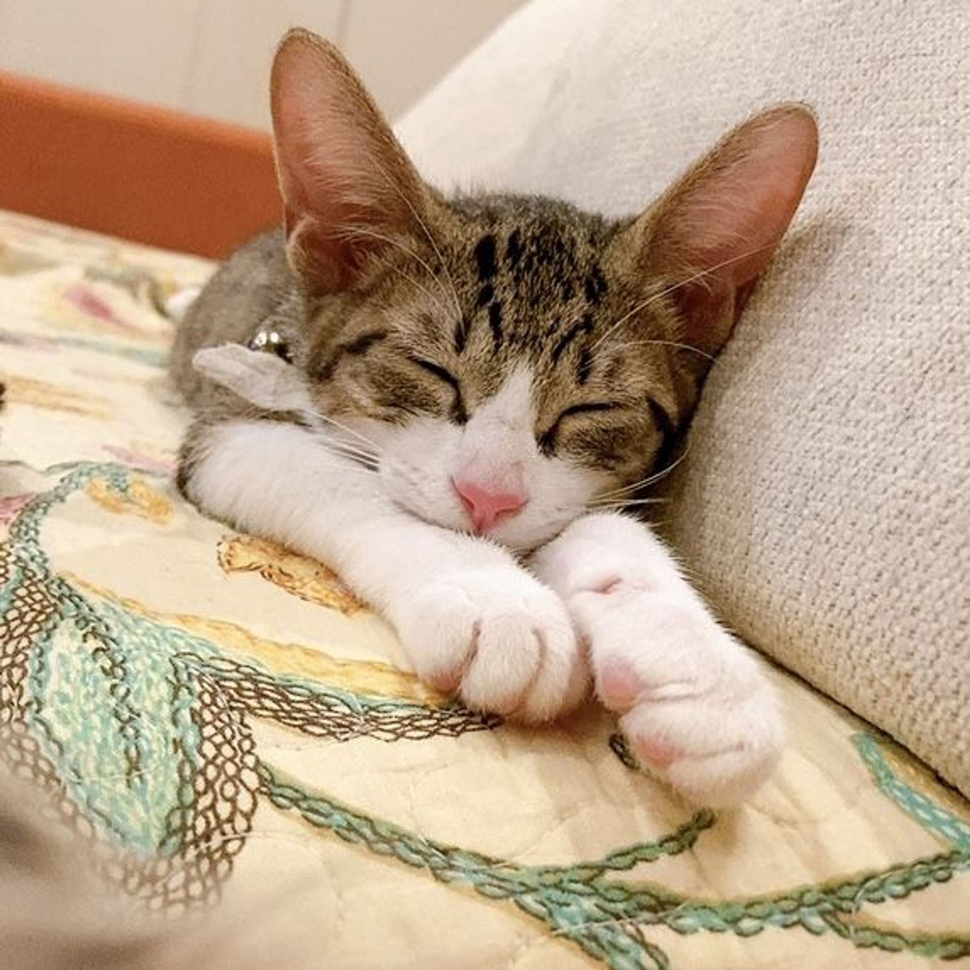 雑種（ミックス猫）・メスの里親募集の写真