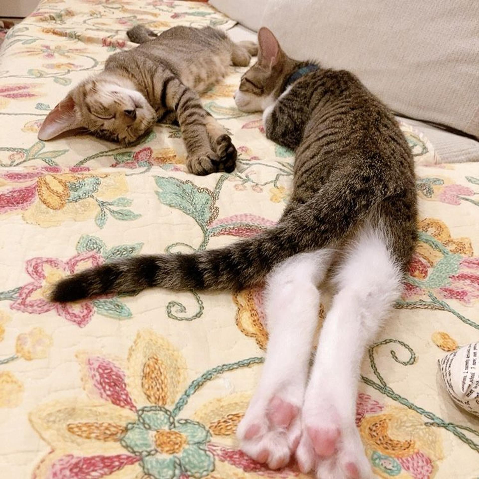 pet-image-5