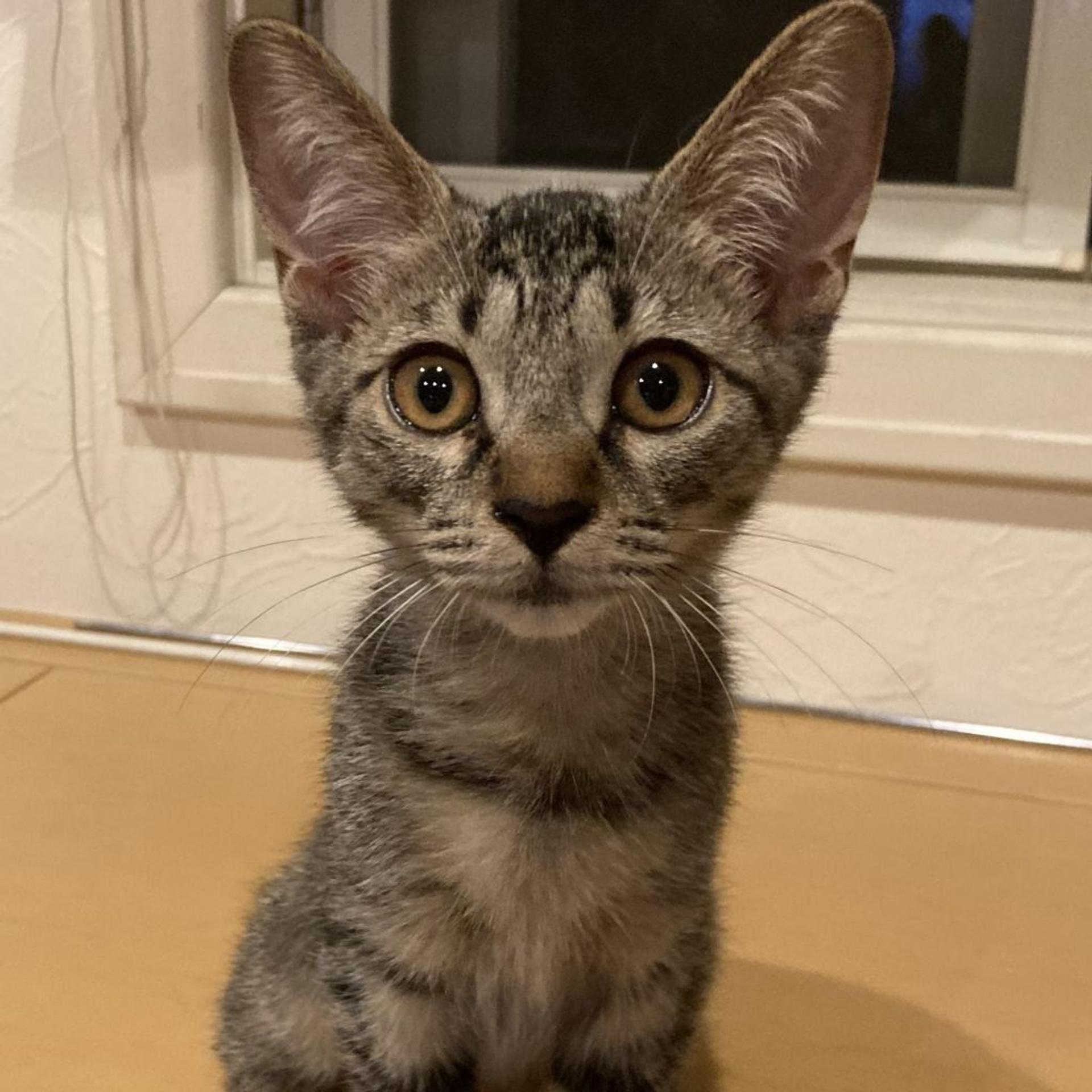 pet-image-8
