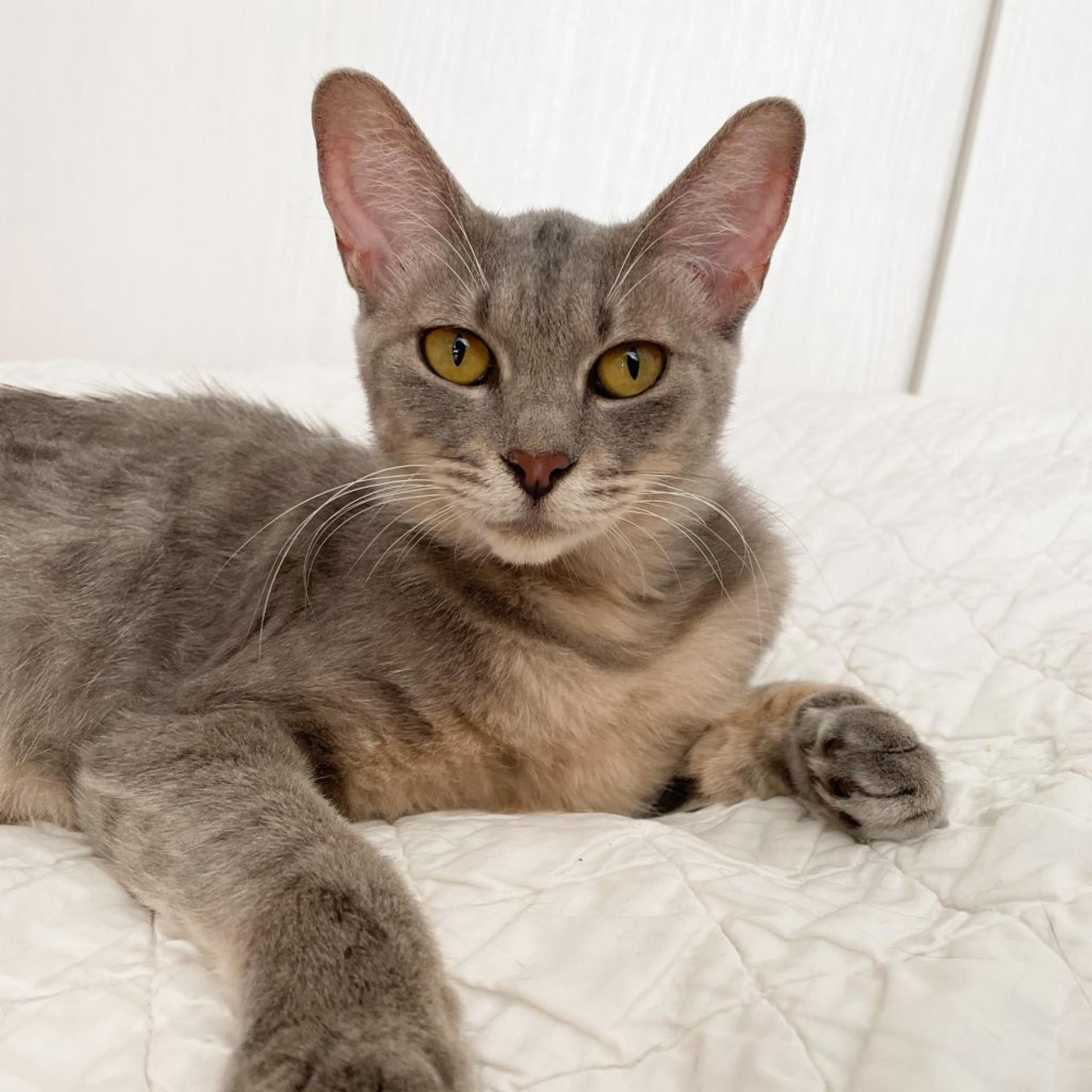 pet-image-9