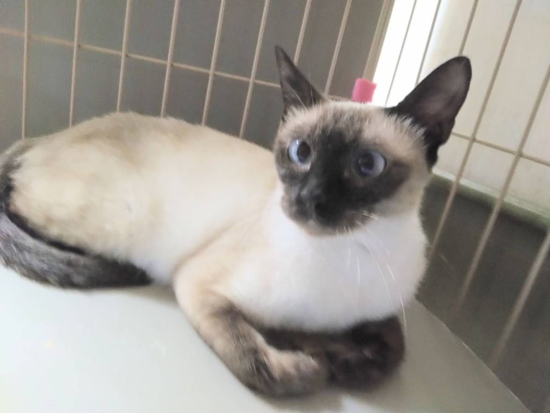 雑種（ミックス猫）・メスの里親募集の写真
