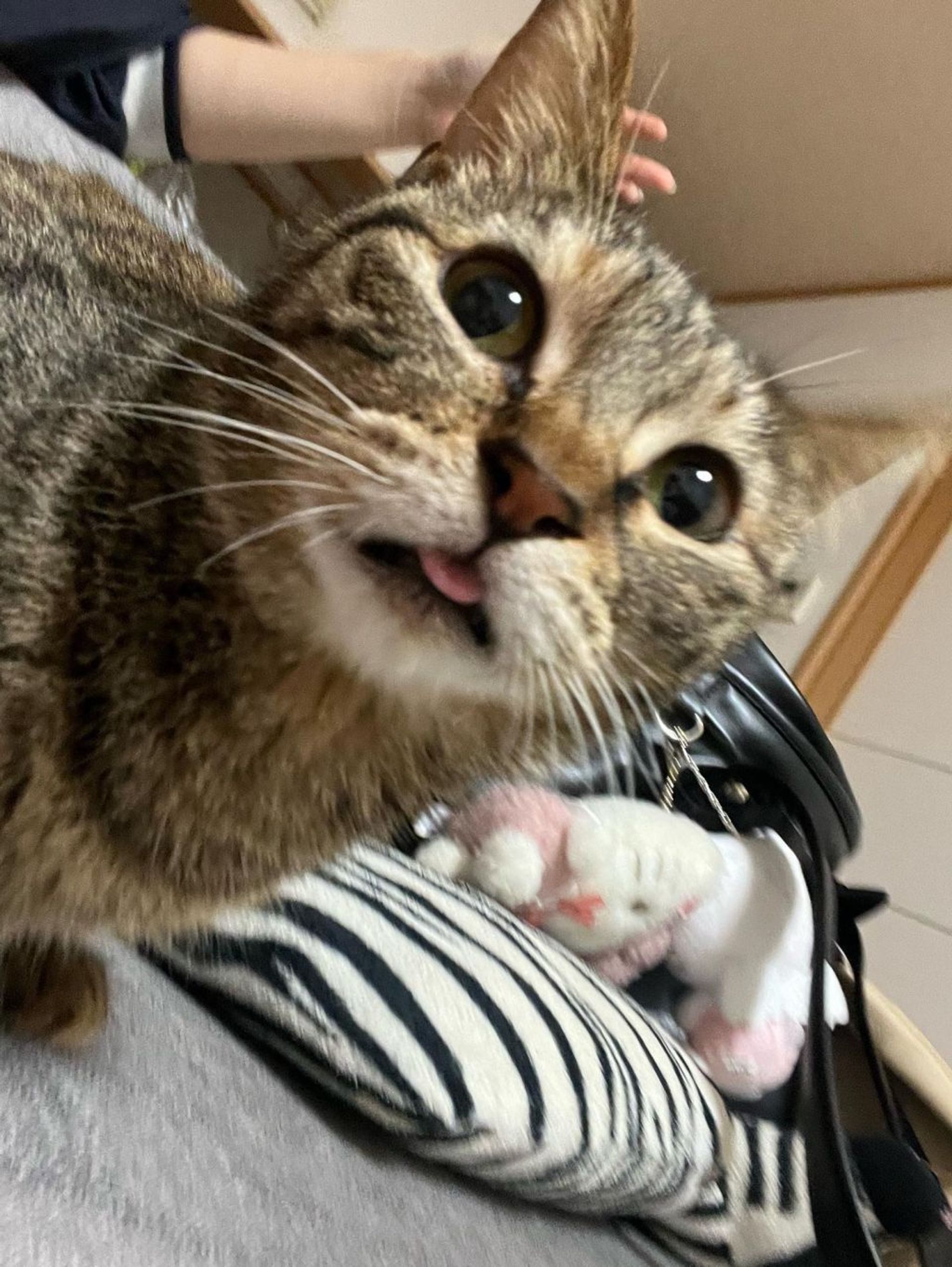 雑種（ミックス猫）・メスの里親募集の写真