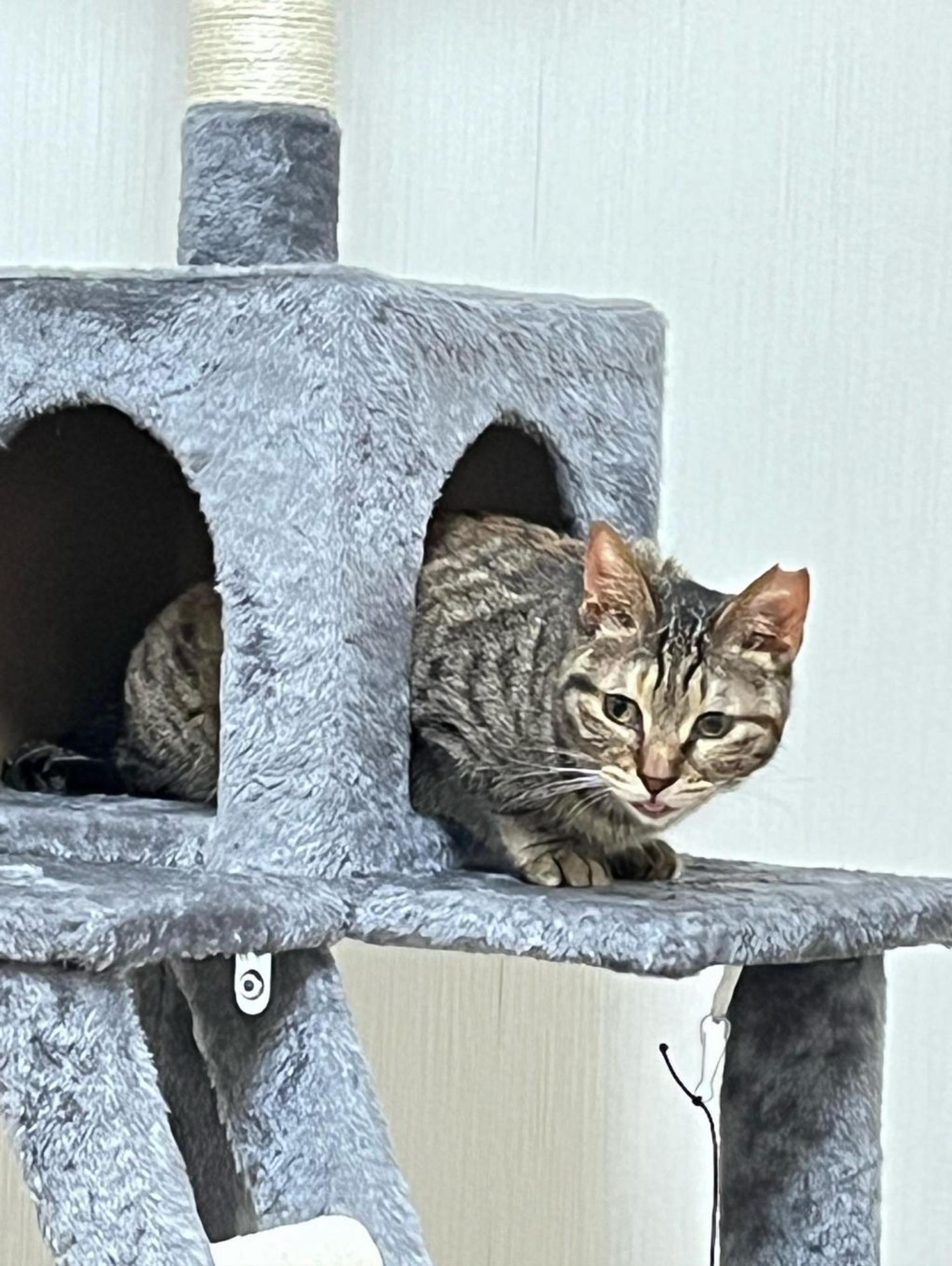 pet-image-3